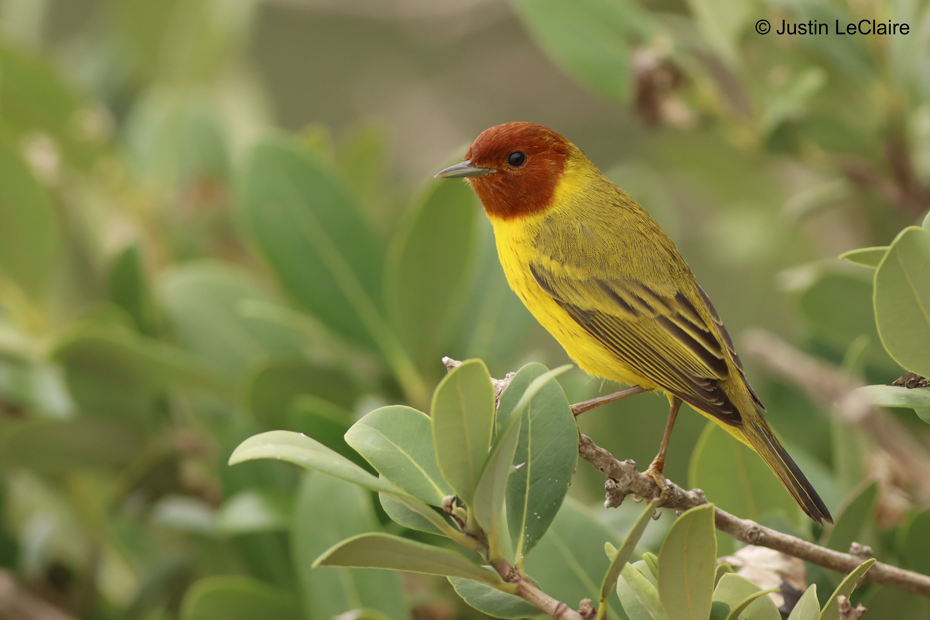 “Mangrove” Yellow Warbler
