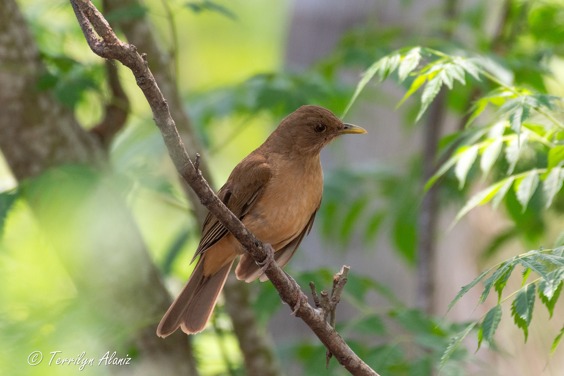 Rio Grande Valley Birding Festival - Specialty Birds found in the RGV