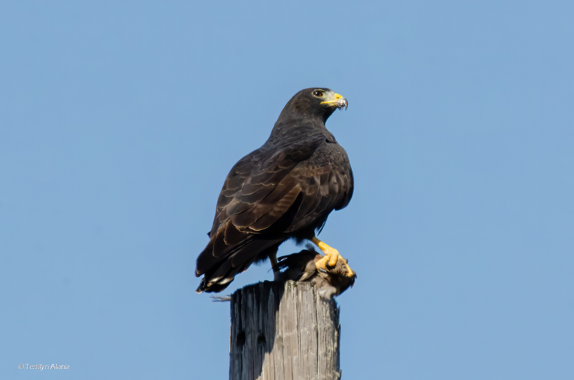 Zone-tailed Hawk