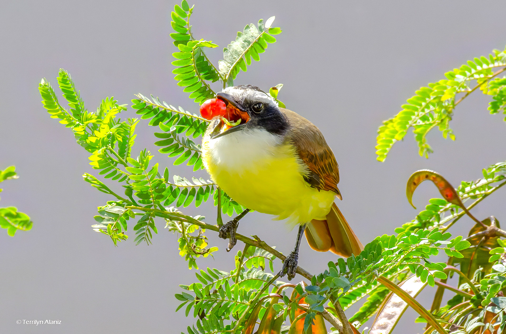 Great Kiskadee