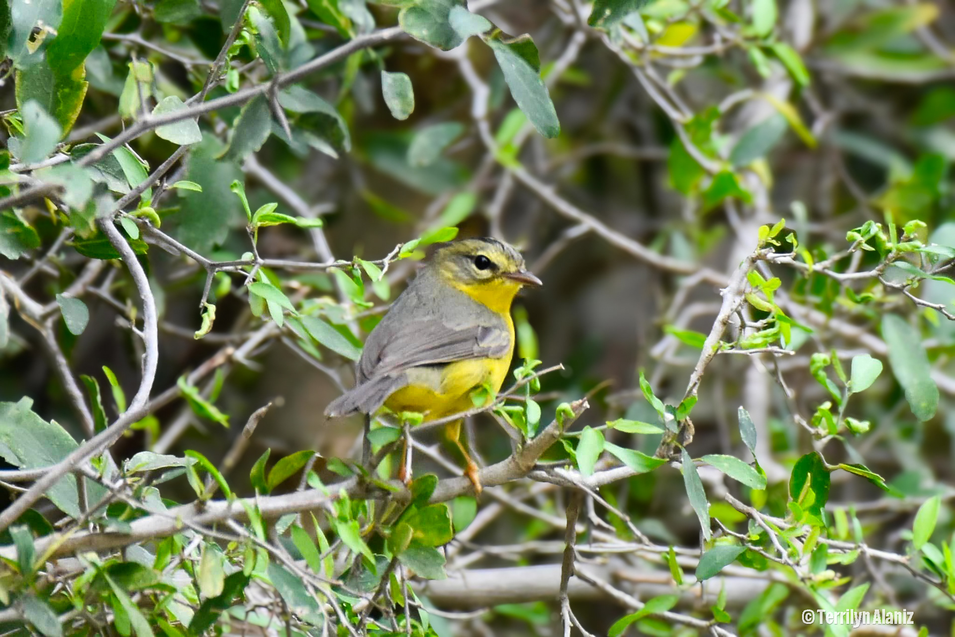 Golden-crowned Warbler