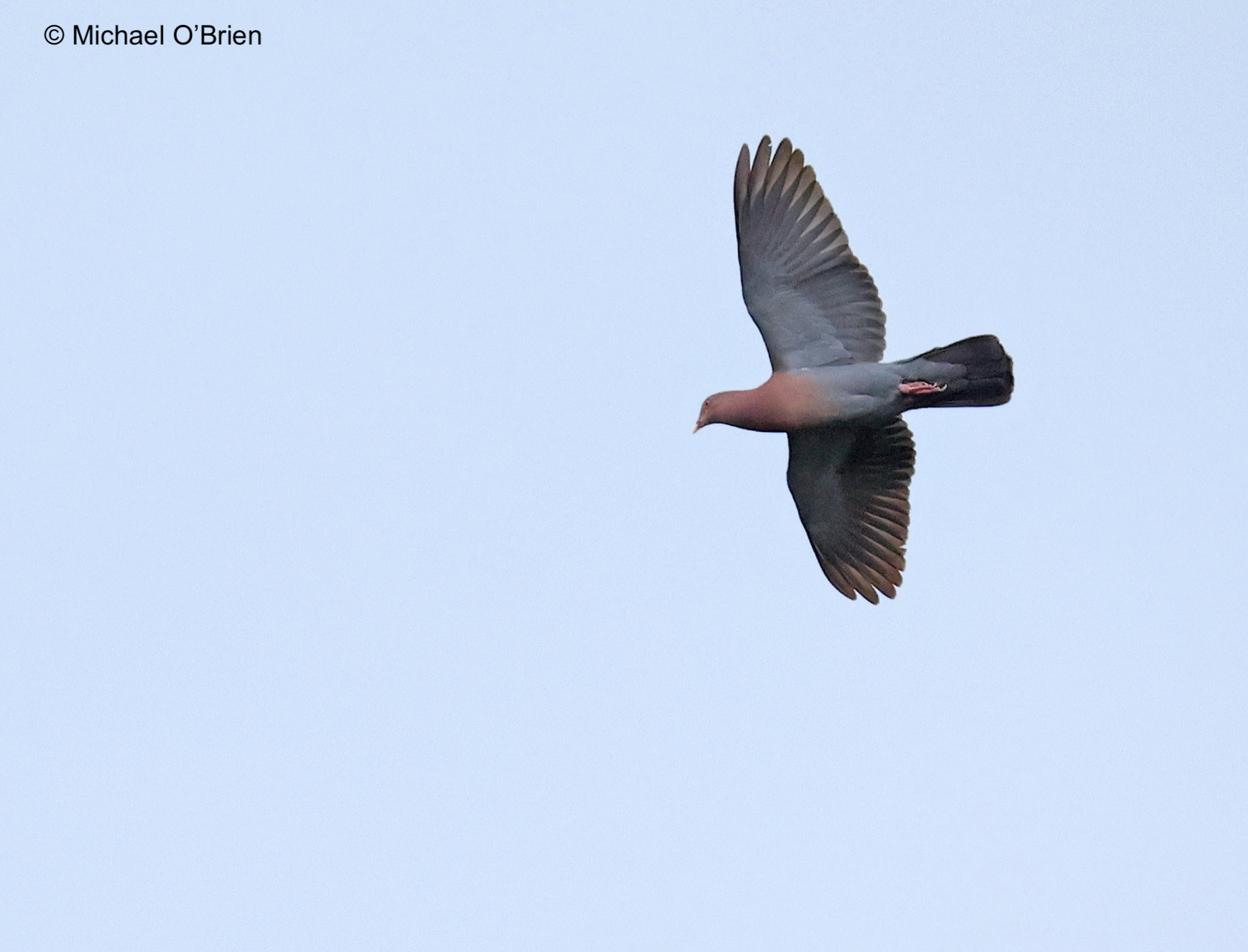 Red-billed Pigeon