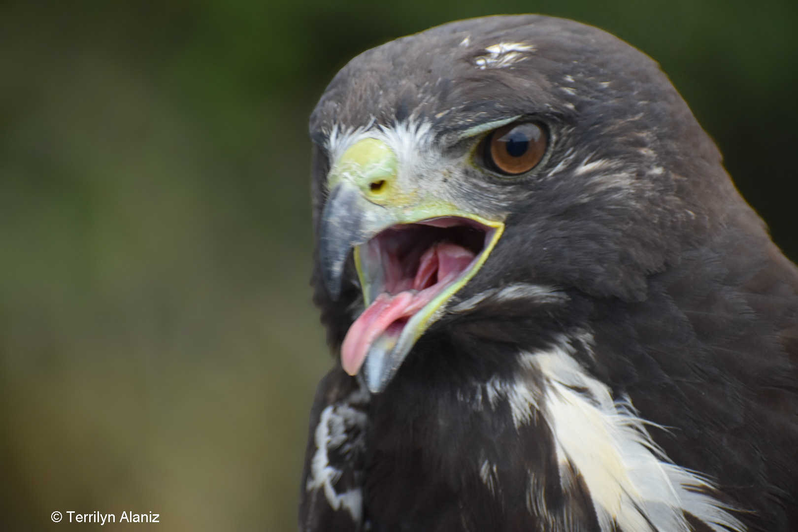 White-tailed Hawk