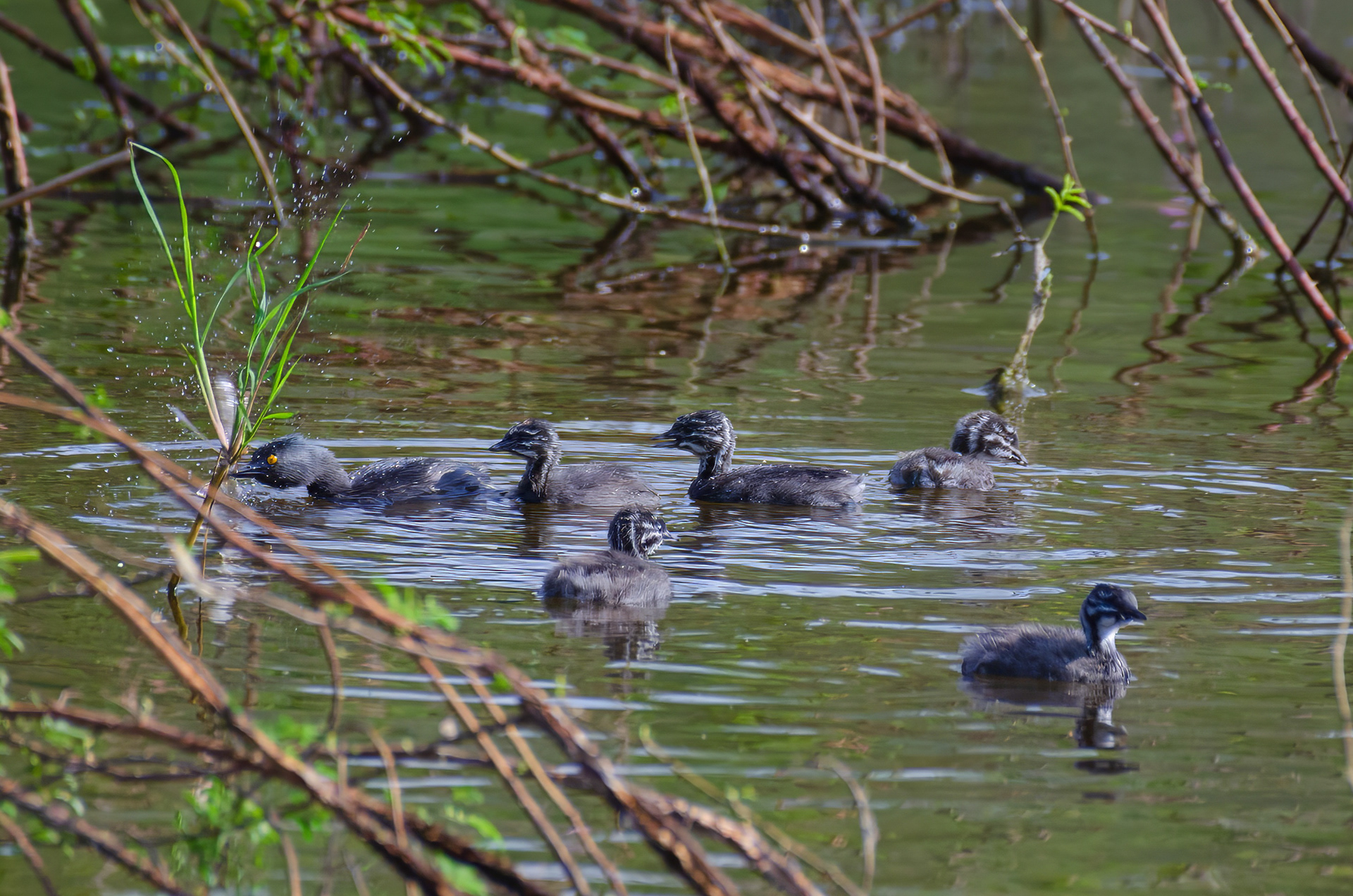 Least Grebe