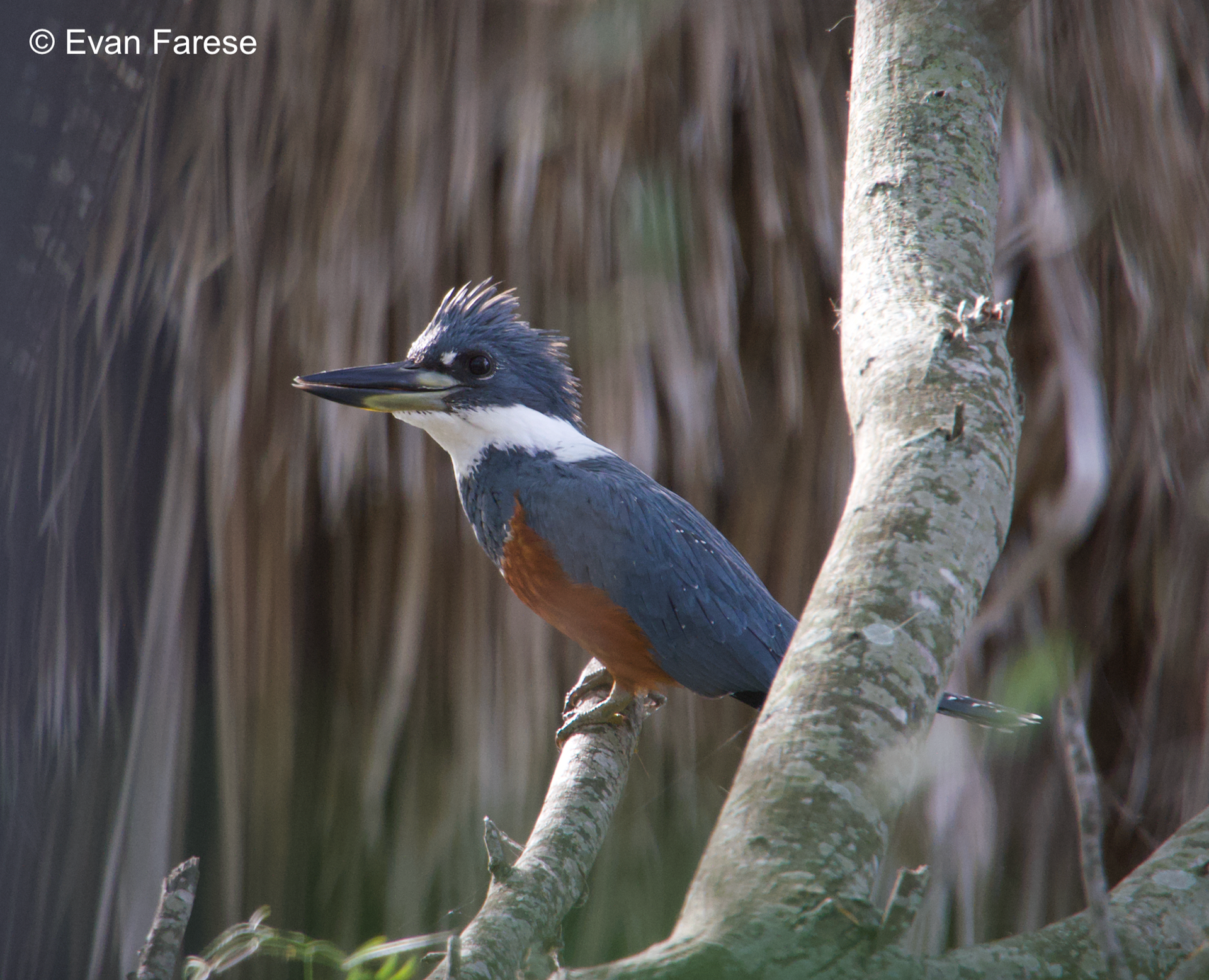 Ringed Kingfisher