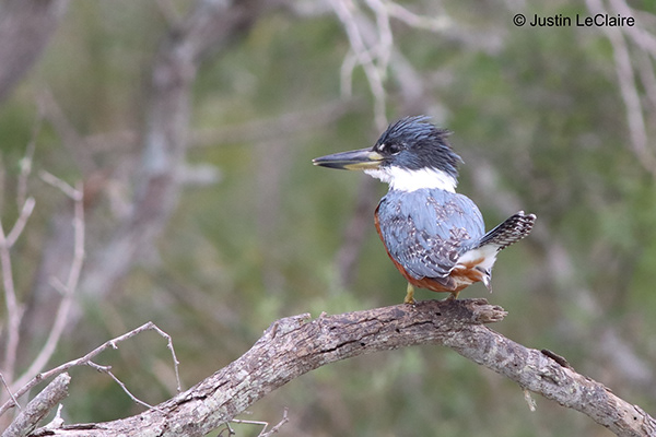 Rio Grande Valley Birding Festival - A Collection of Birds in The RGV