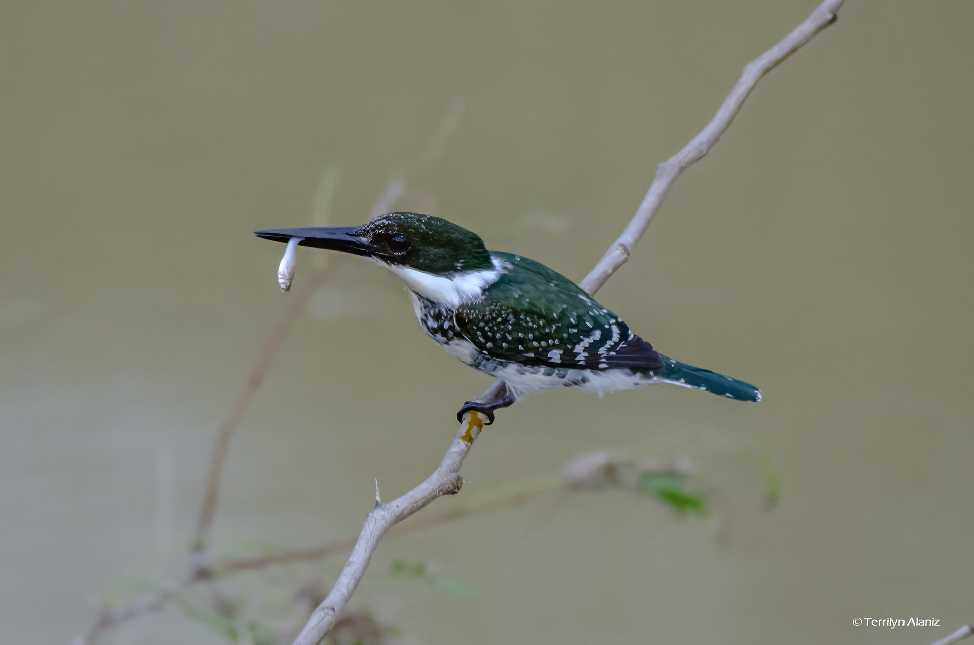 Green Kingfisher