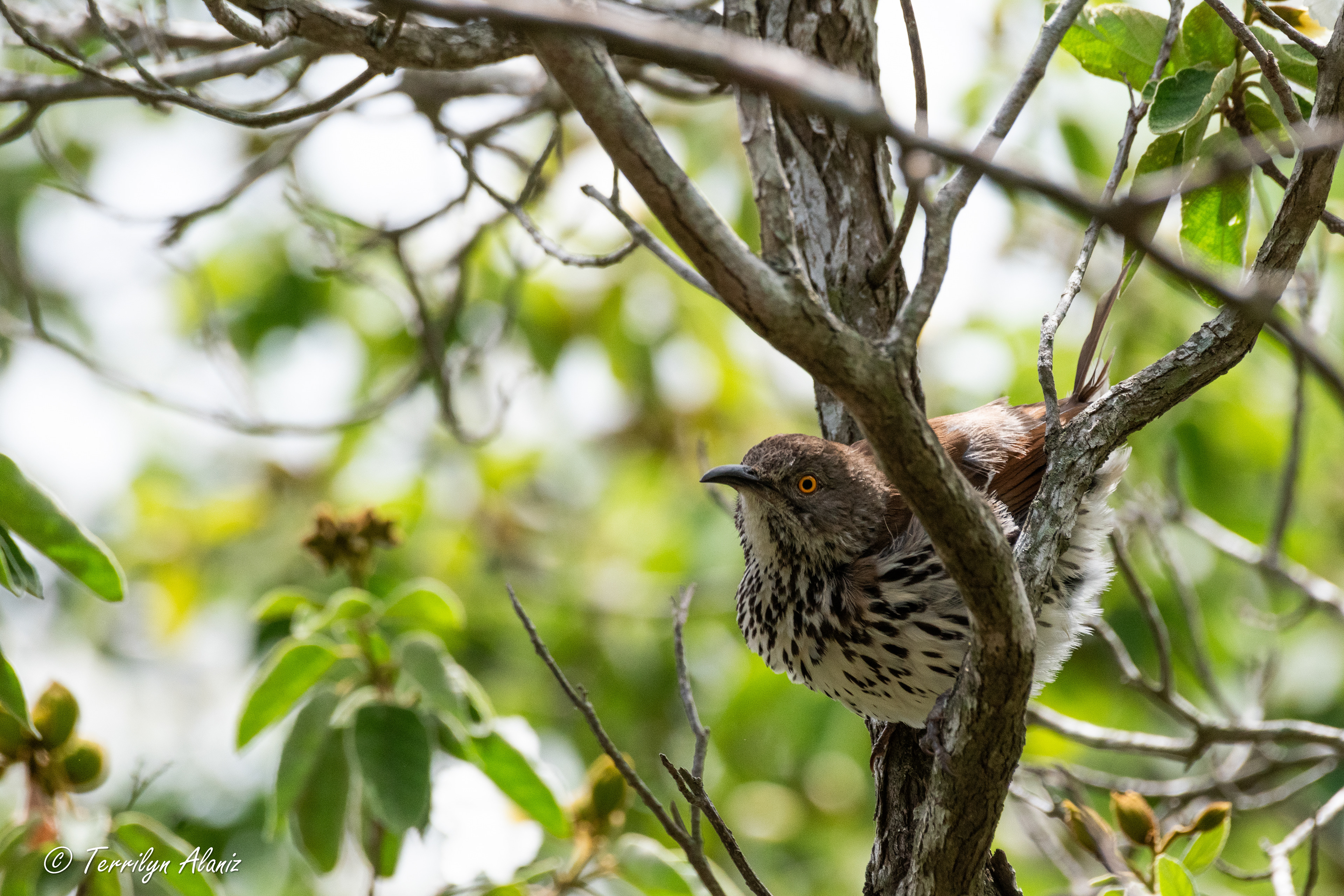 Long-billed Thrasher