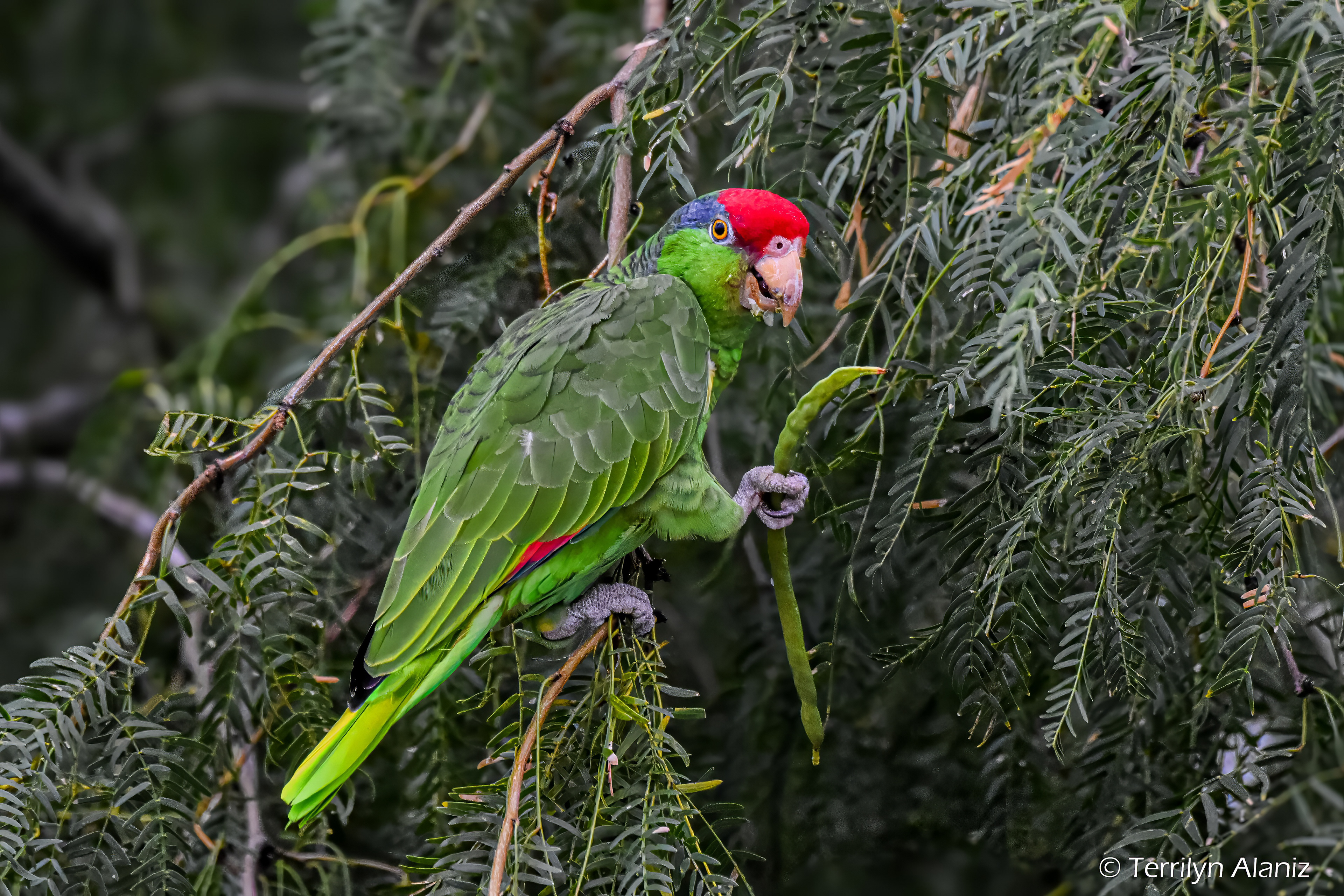 Red-crowned Parrot
