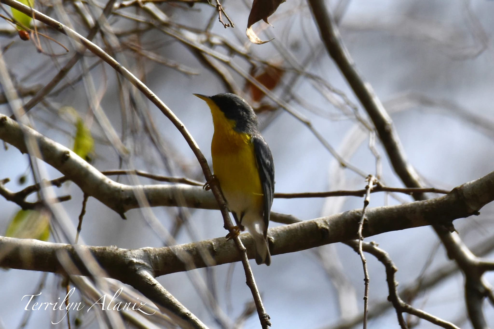 Tropical Parula
