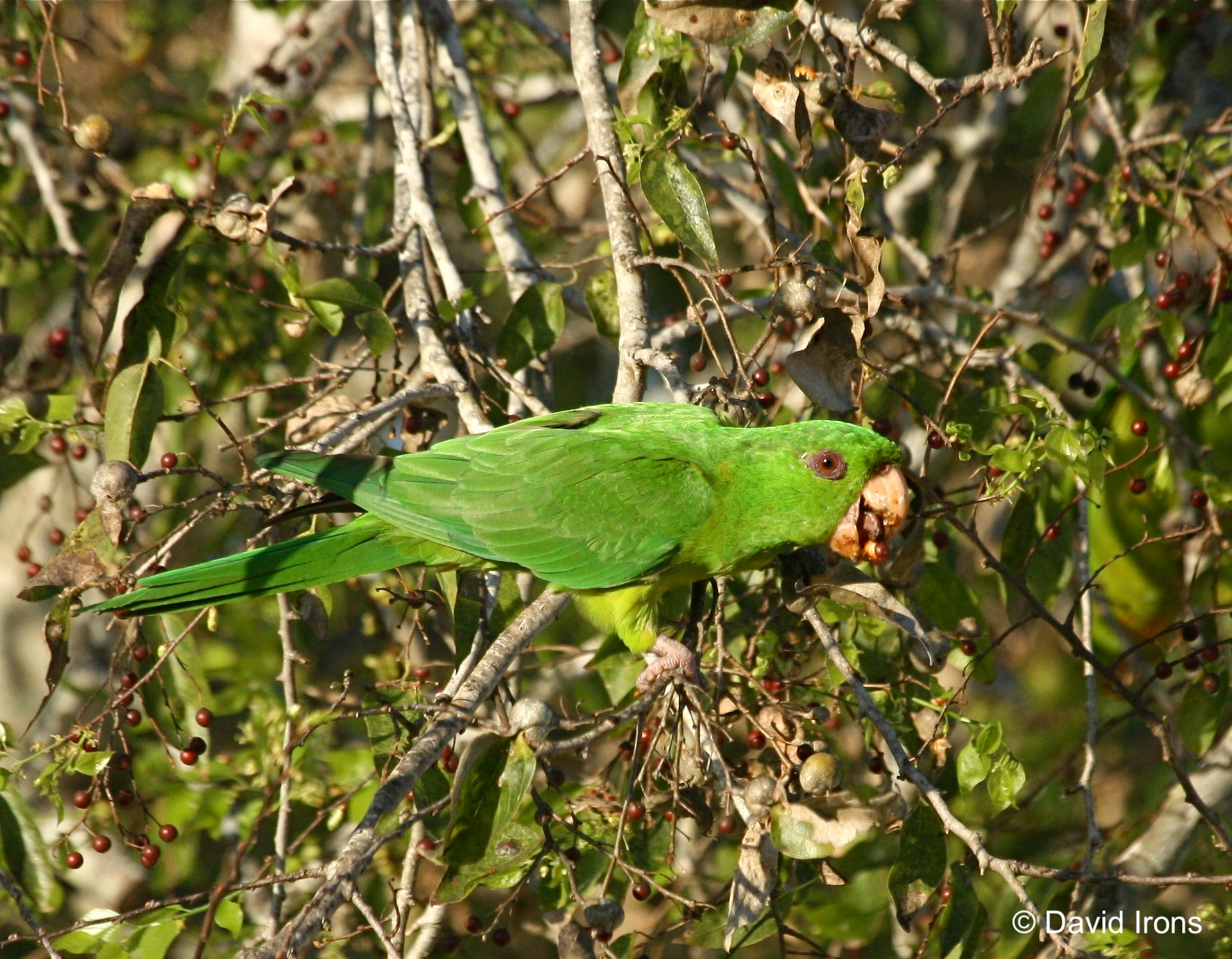 Green Parakeet
