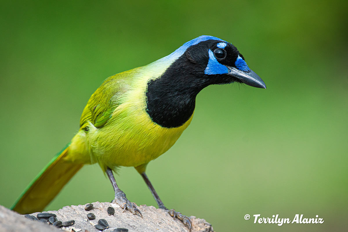 Rio Grande Valley Birding Festival - Specialty Birds found in the RGV