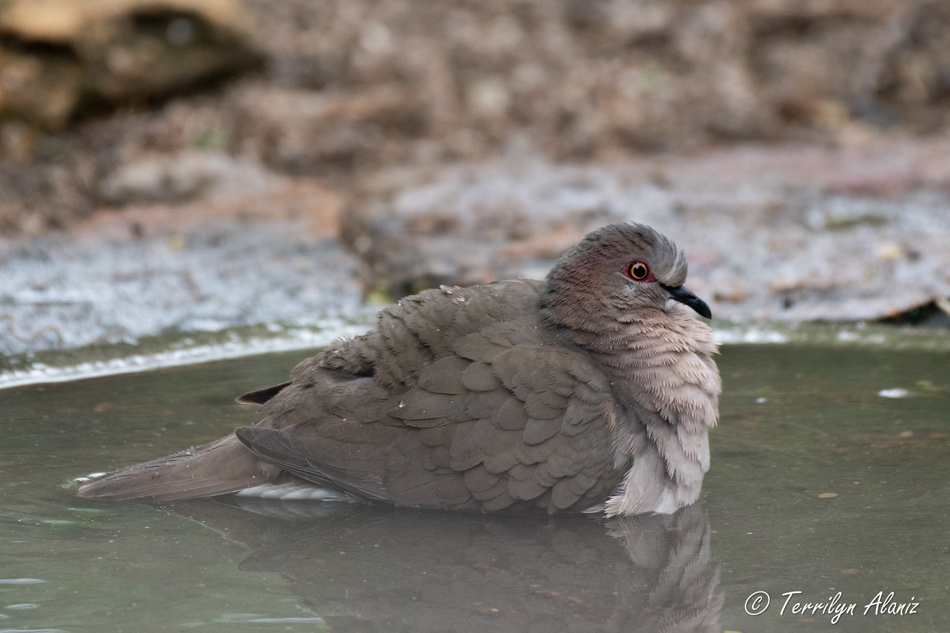 Rio Grande Valley Birding Festival - Specialty Birds found in the RGV