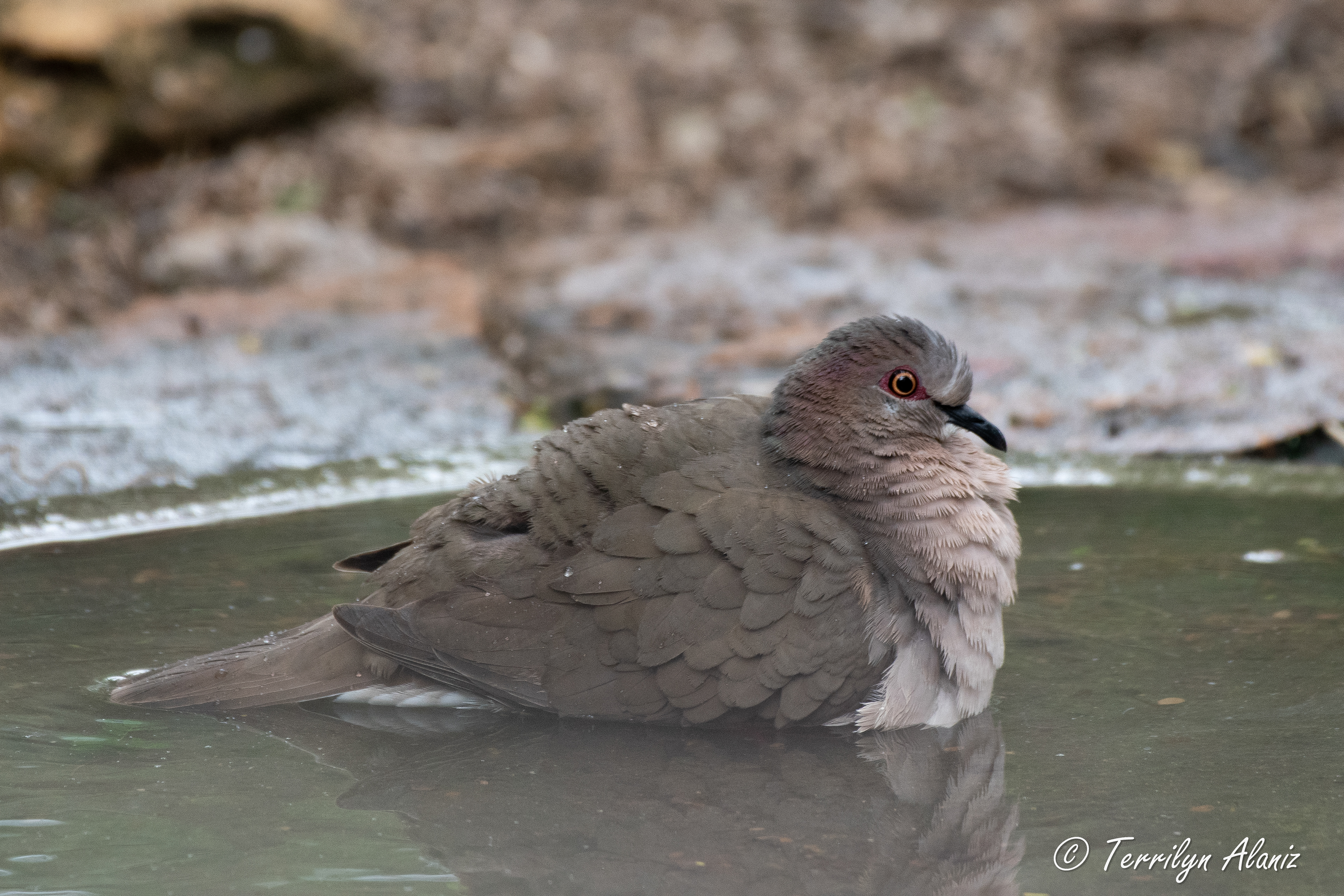 White-tipped Dove