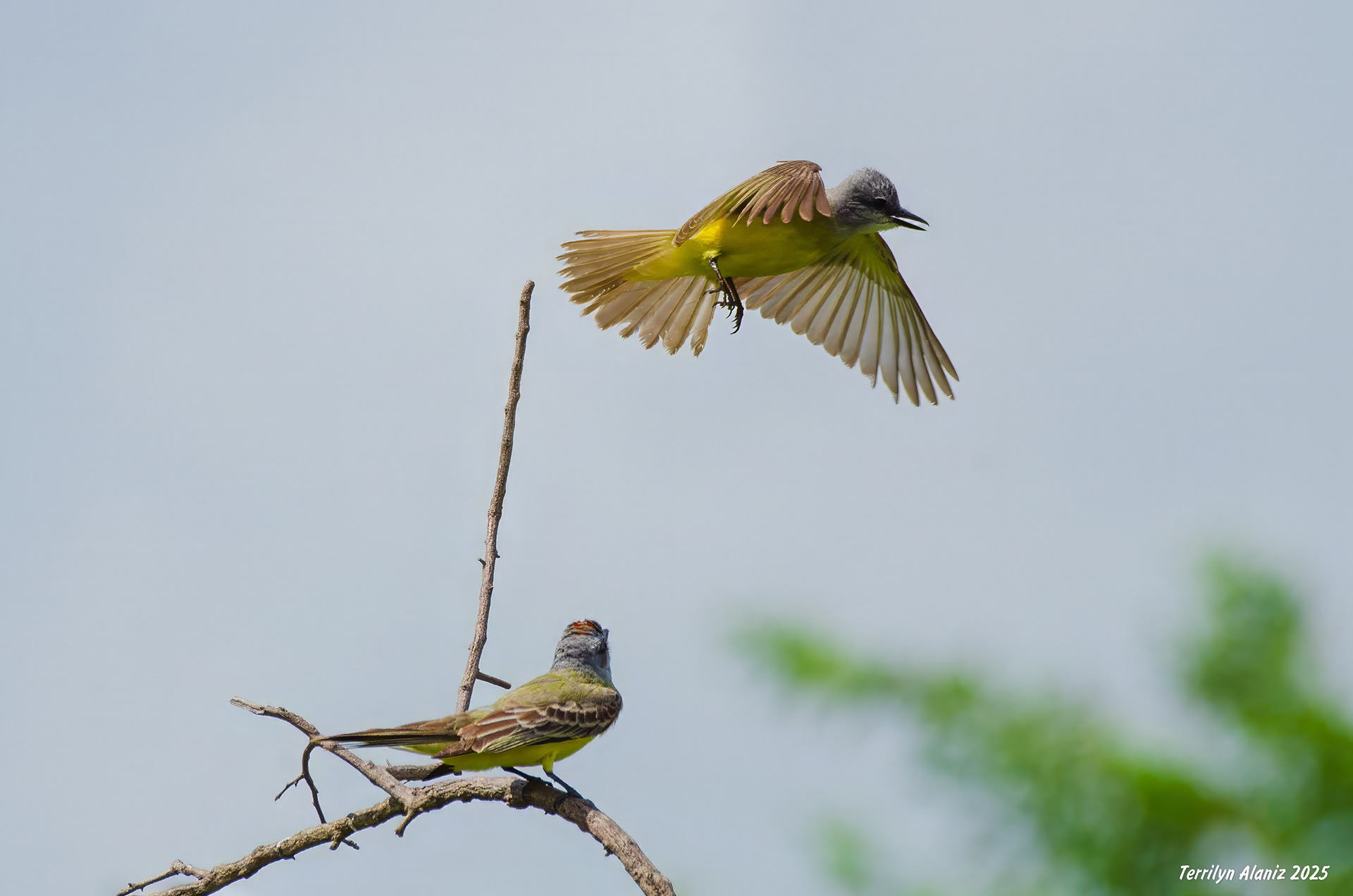 Tropical Kingbird