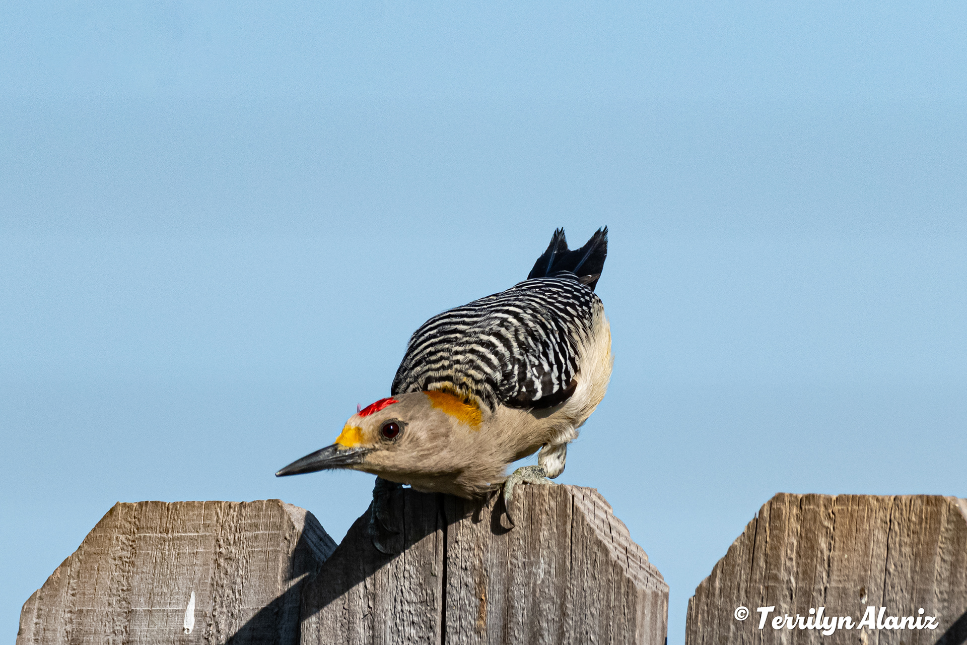 Golden-fronted Woodpecker