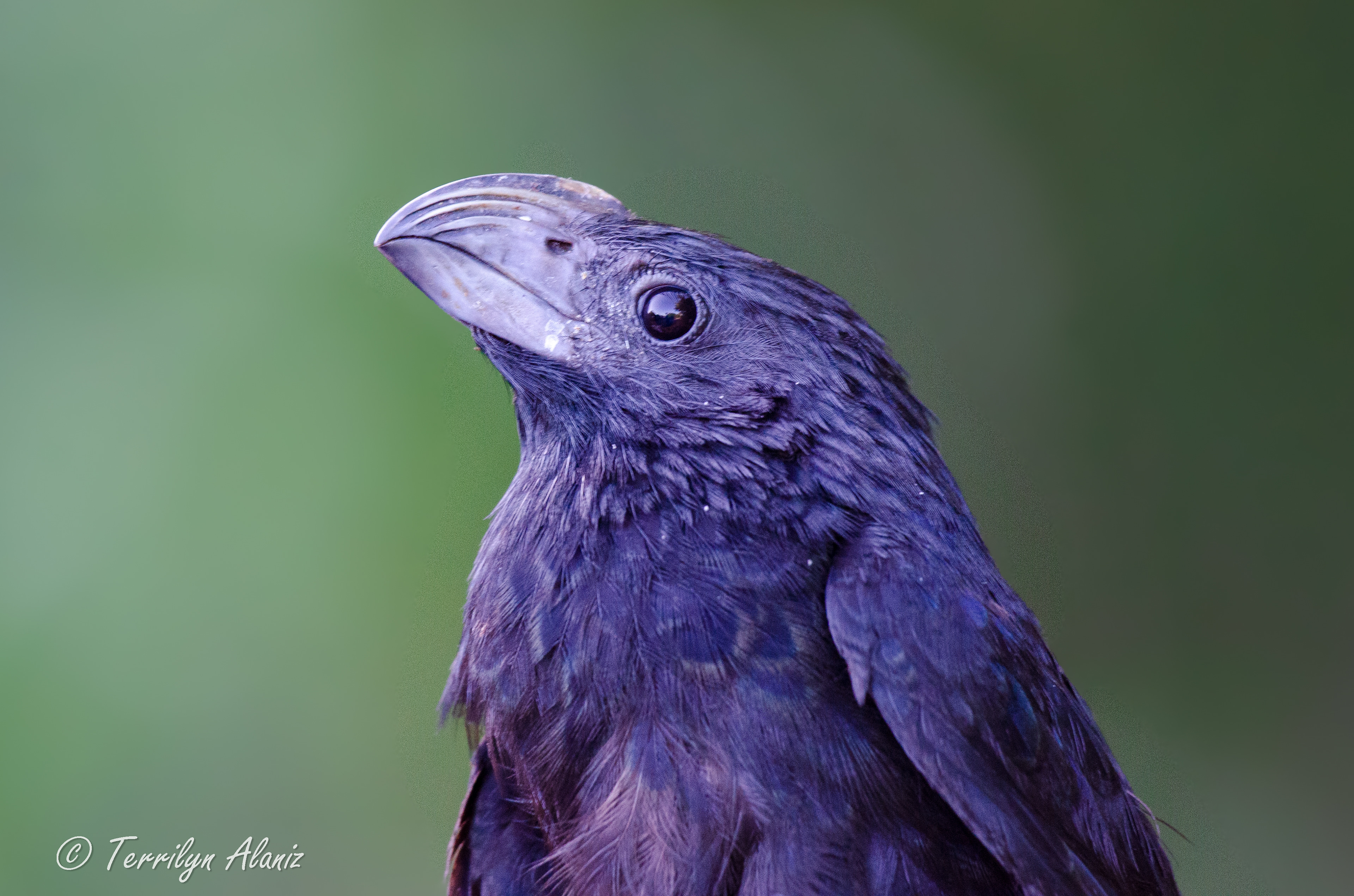 Groove-billed Ani