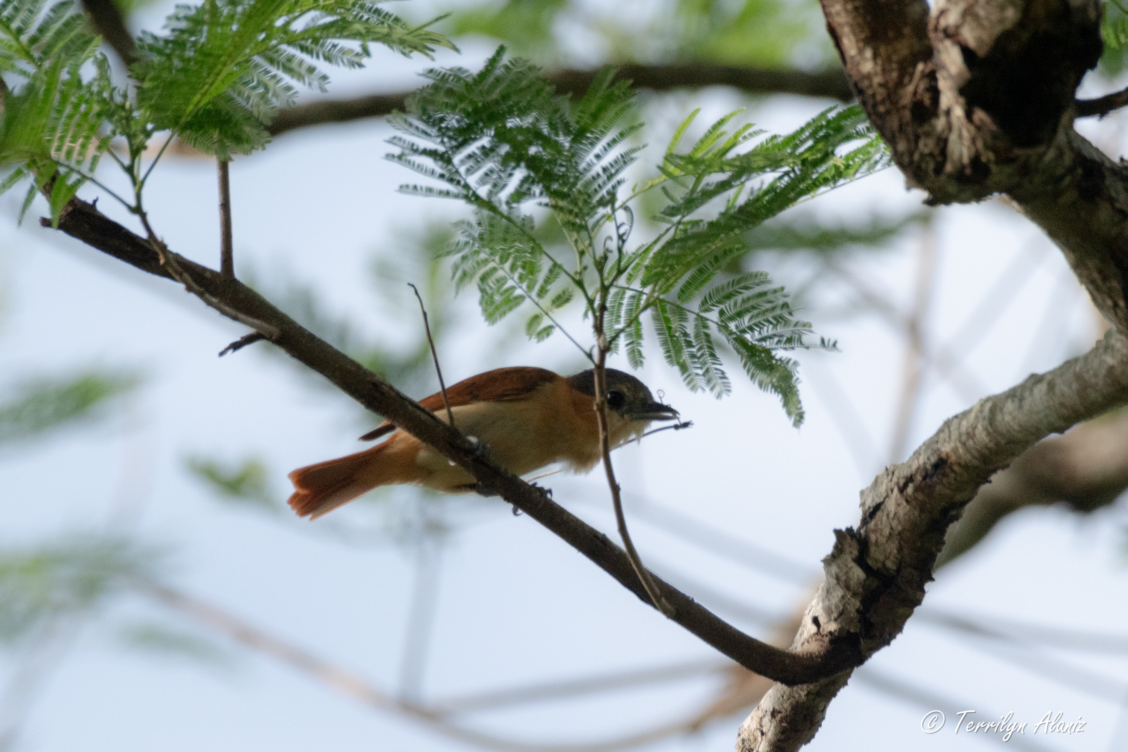 Rose-throated Becard