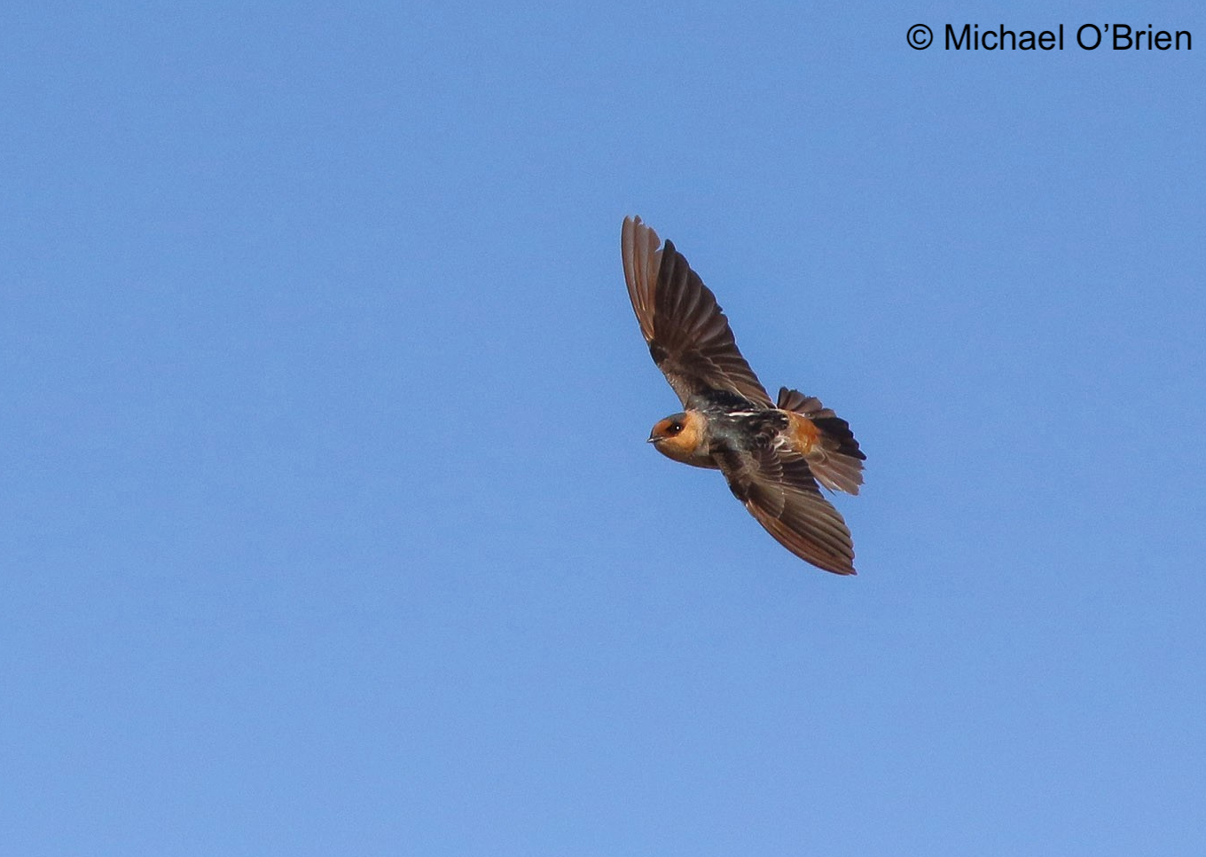 Cave Swallow