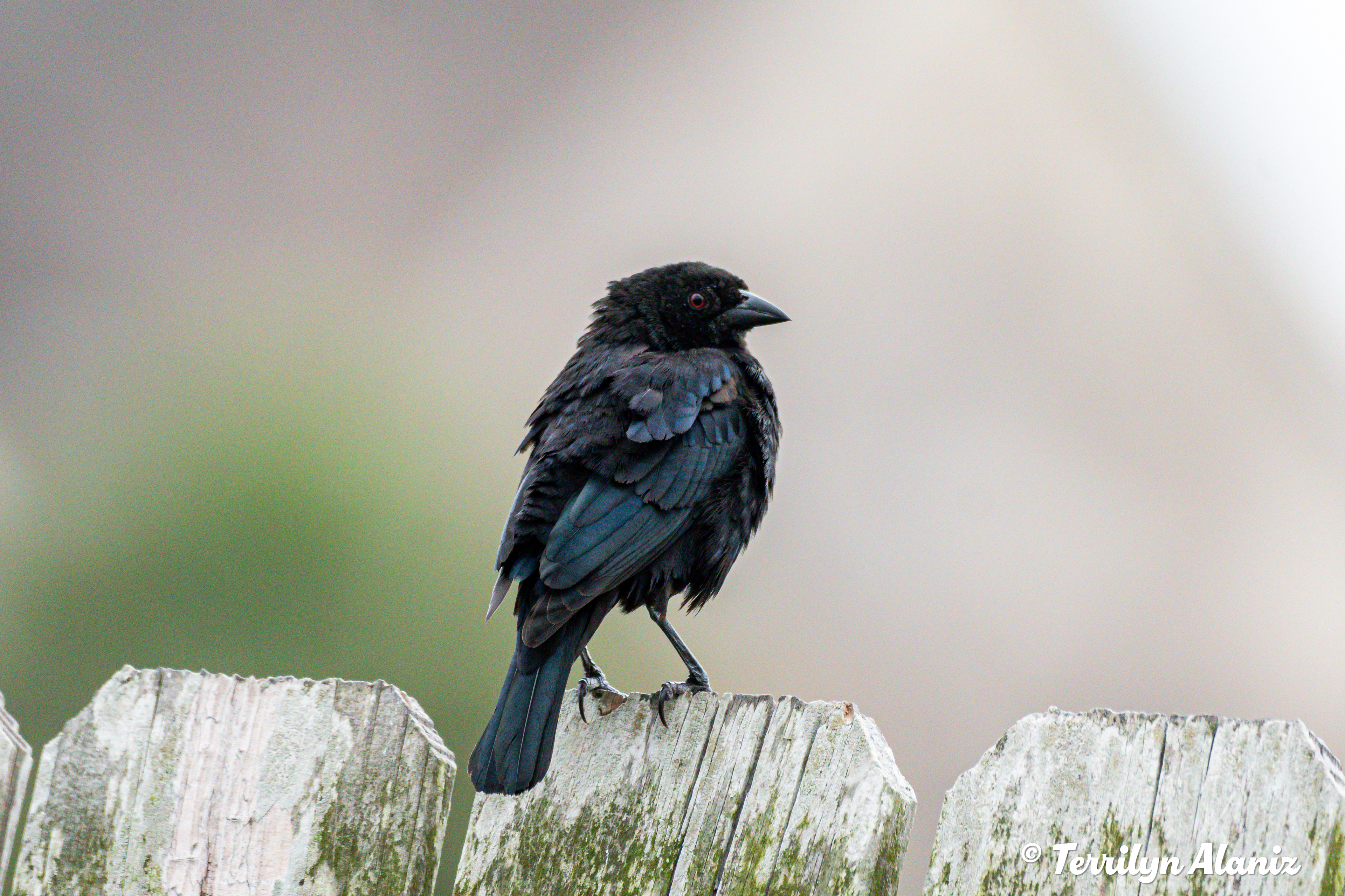 Bronzed Cowbird