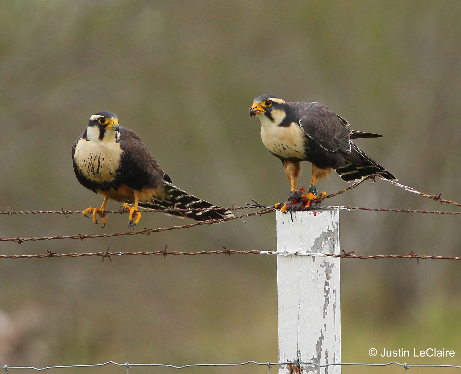 Aplomado Falcon