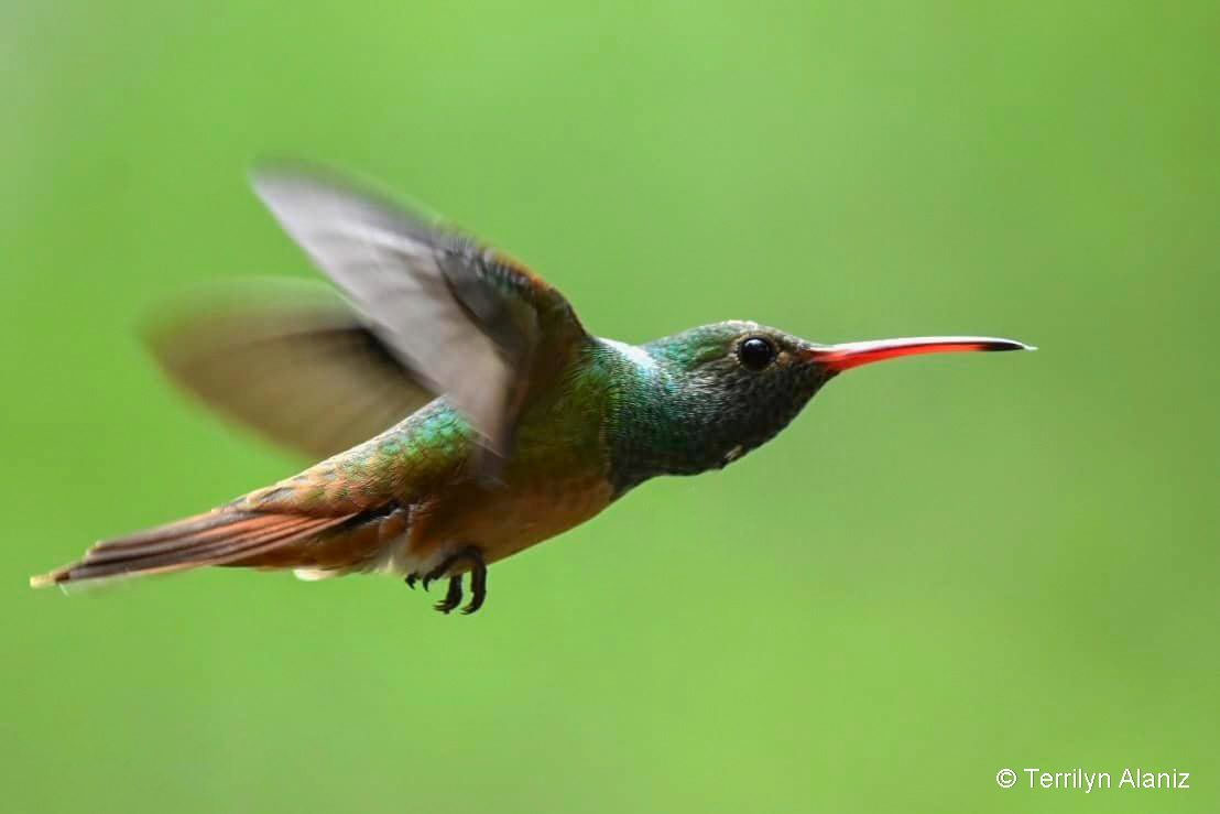 Buff-bellied Hummingbird