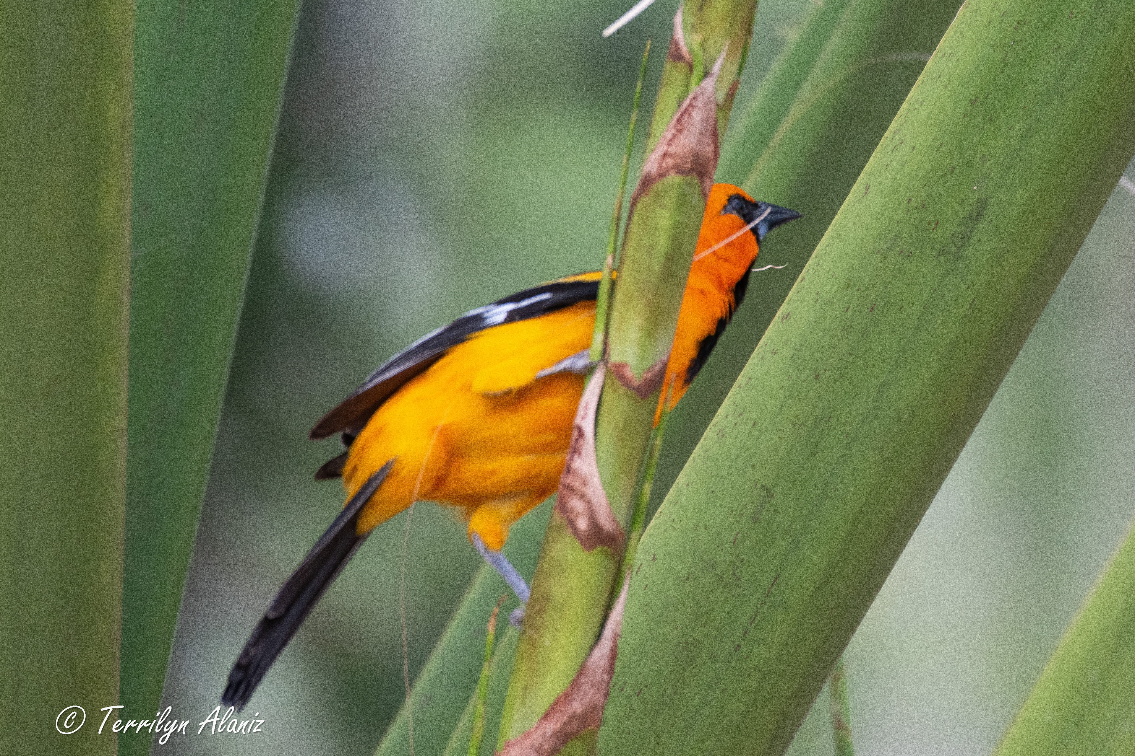 Altamira Oriole