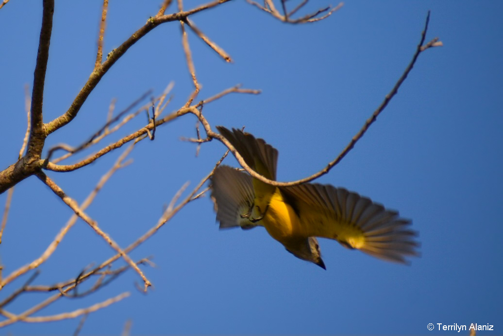 Couch's Kingbird