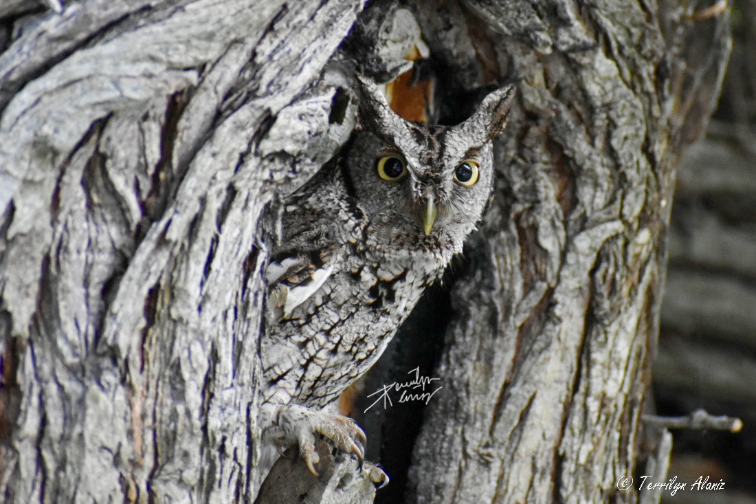 "McCall's" Eastern Screech-Owl