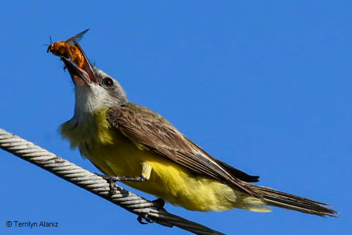 Tropical Kingbird