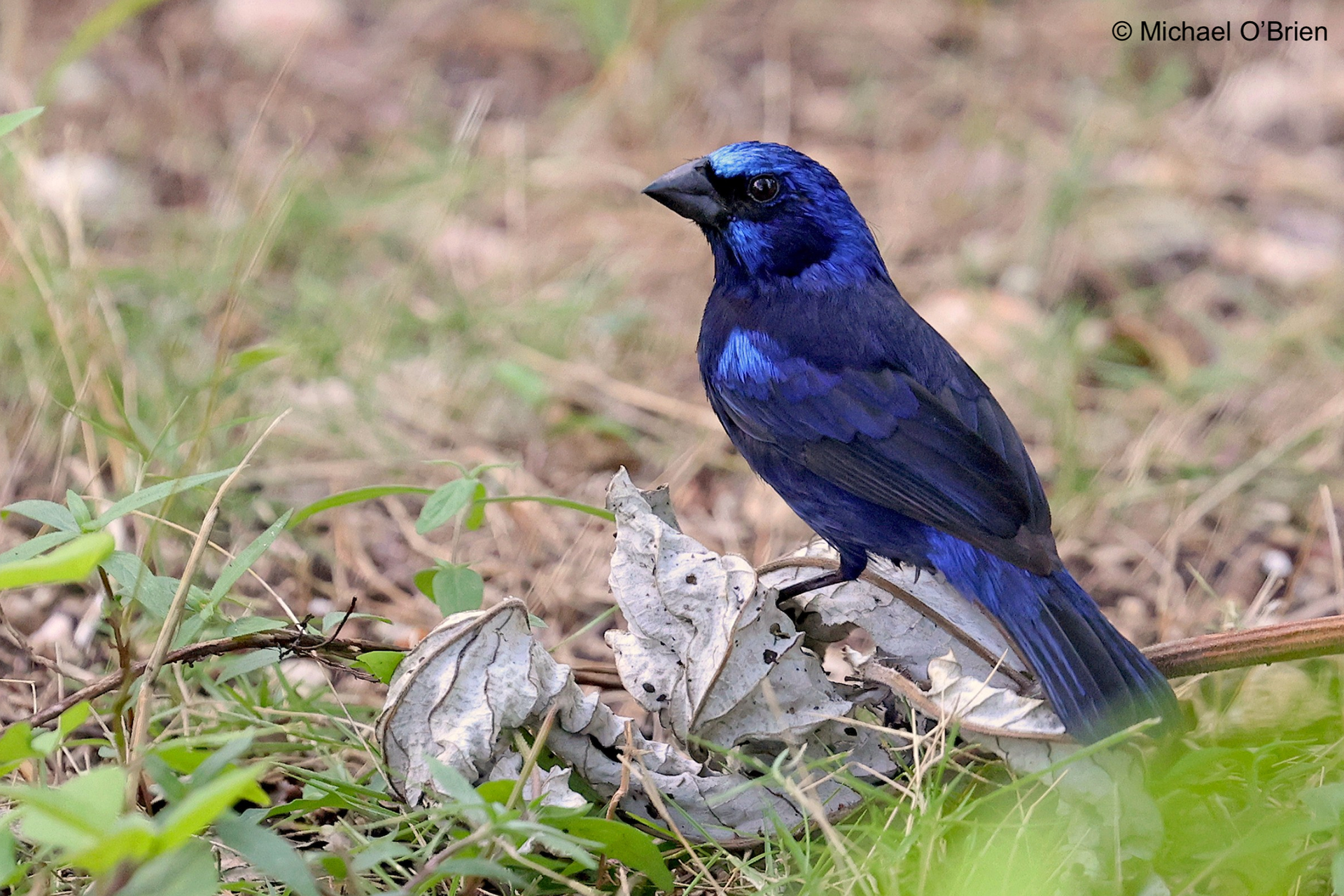 Blue Bunting