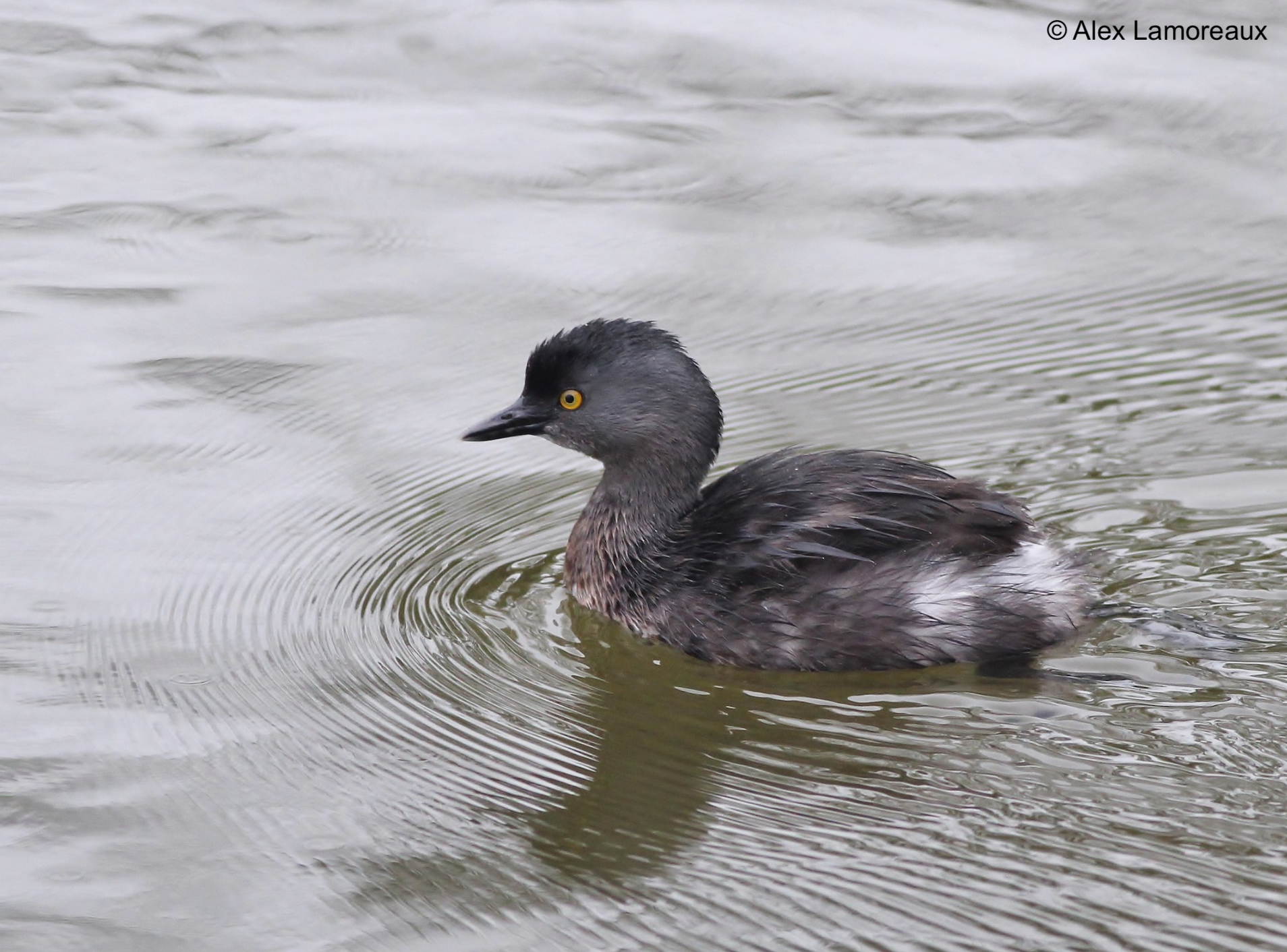 Least Grebe