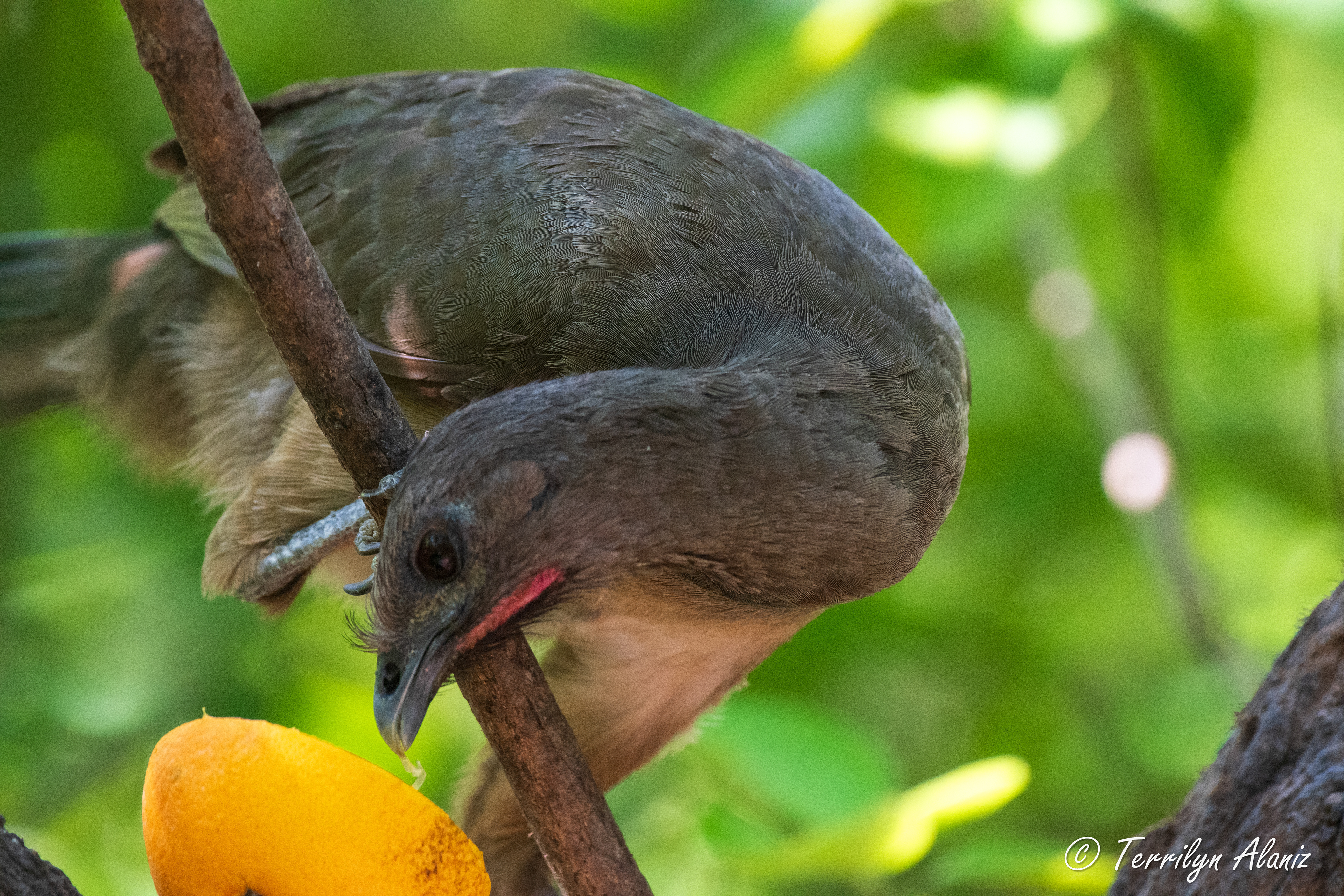 Plain Chachalaca