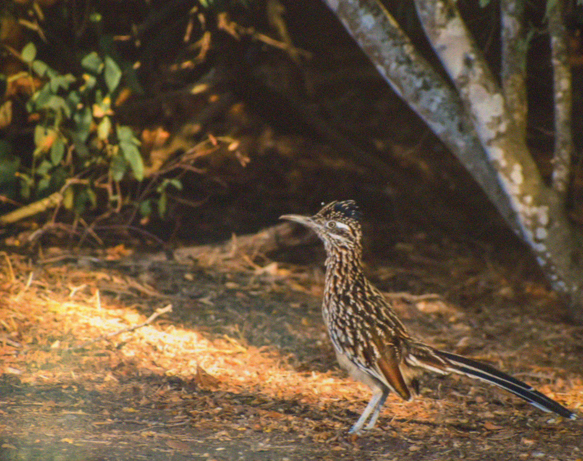 FIRST PLACE 5th-8th Phoenix Nunez "Roadrunner" Teacher: Melissa Nunez Homeschool McAllen, TX