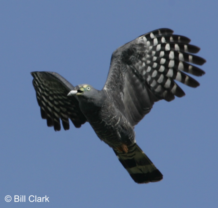 Hook-billed Kite