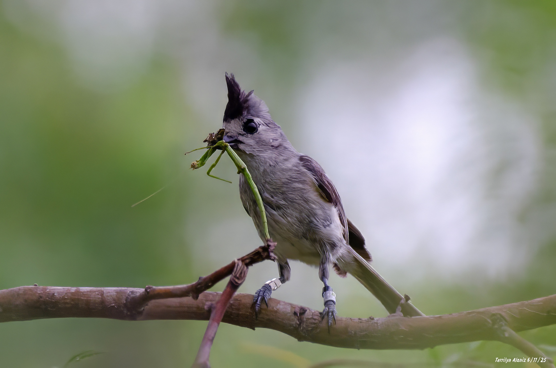 Black-crested Titmouse
