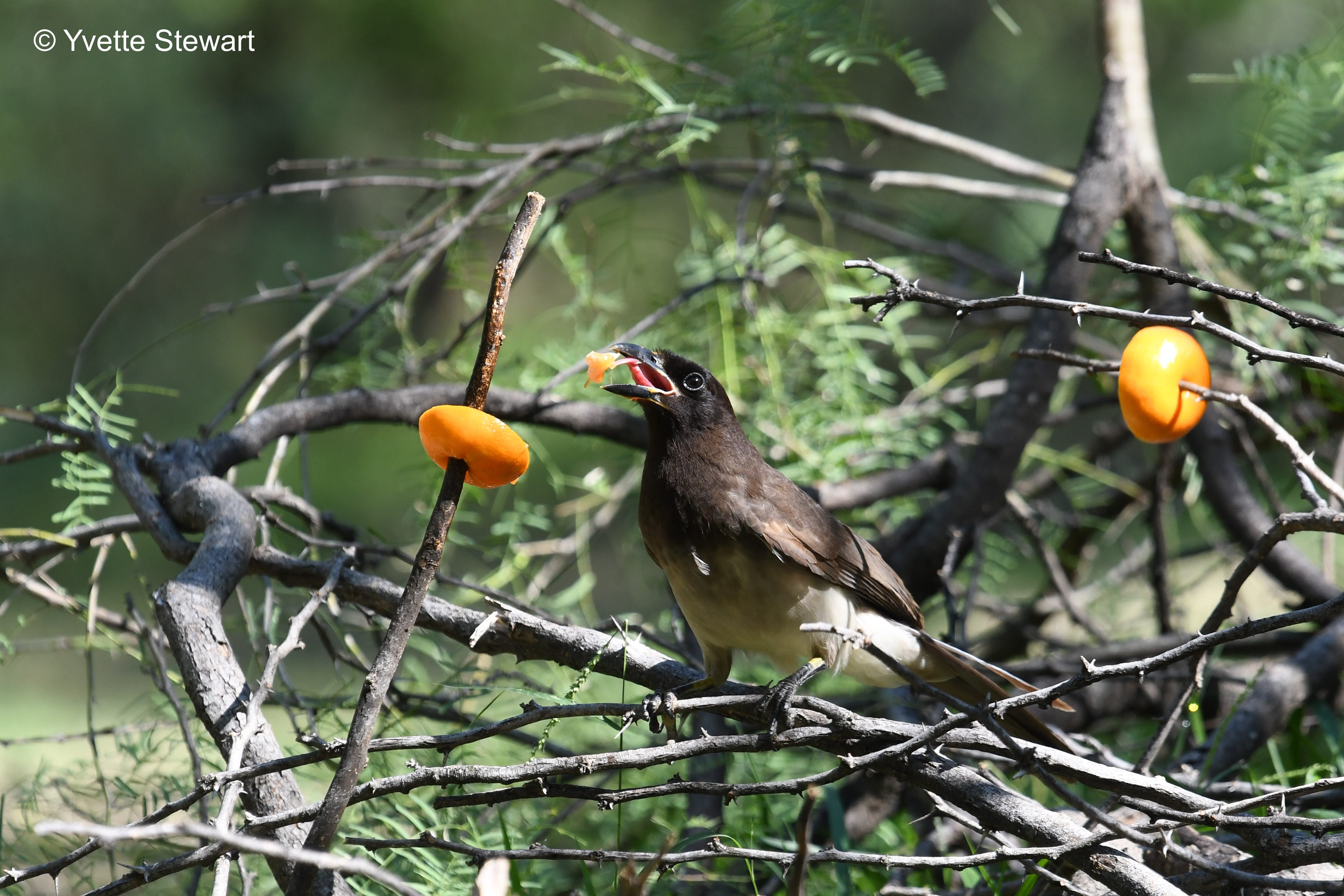 Brown Jay