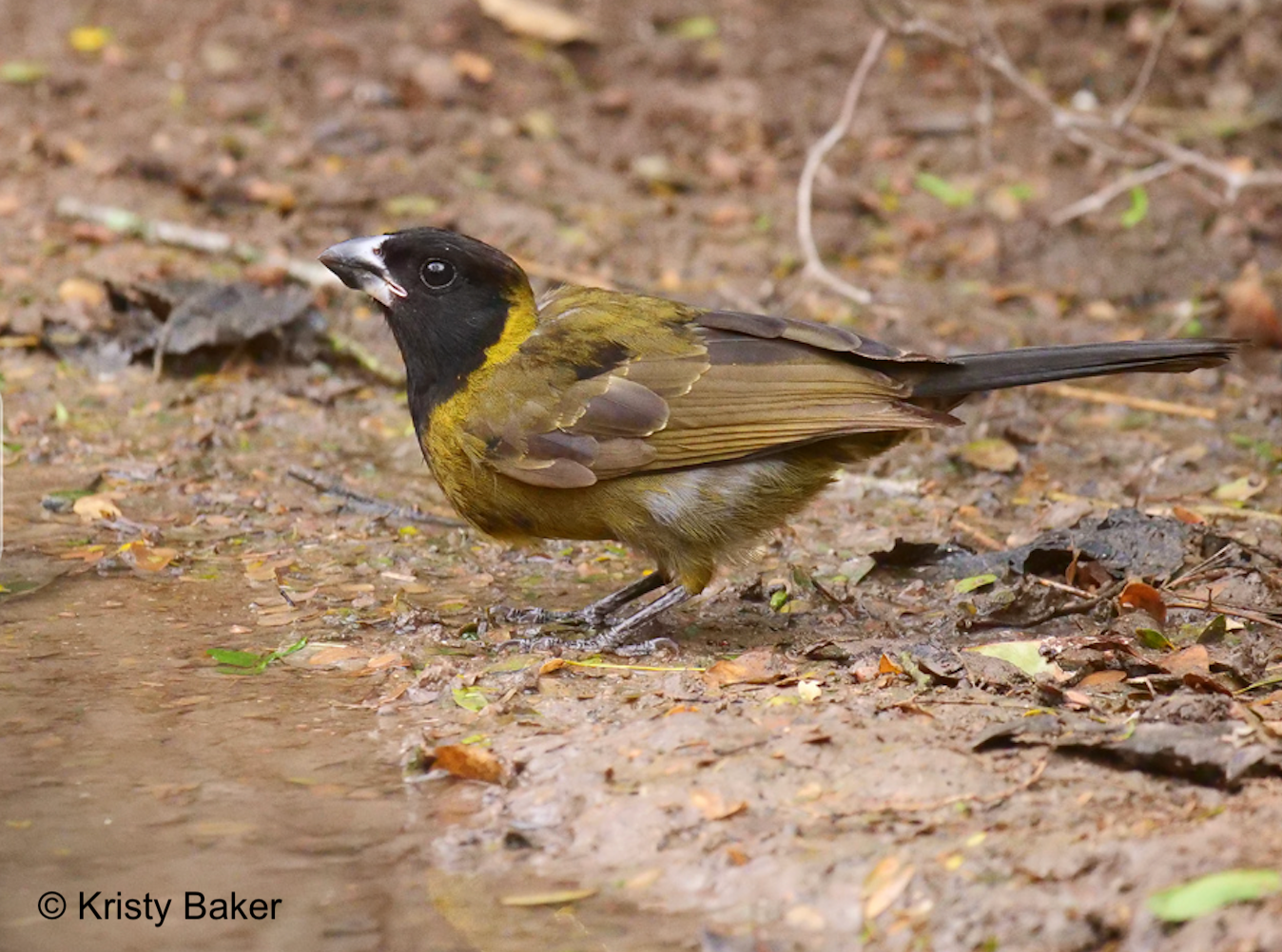 Crimson-collared Grosbeak