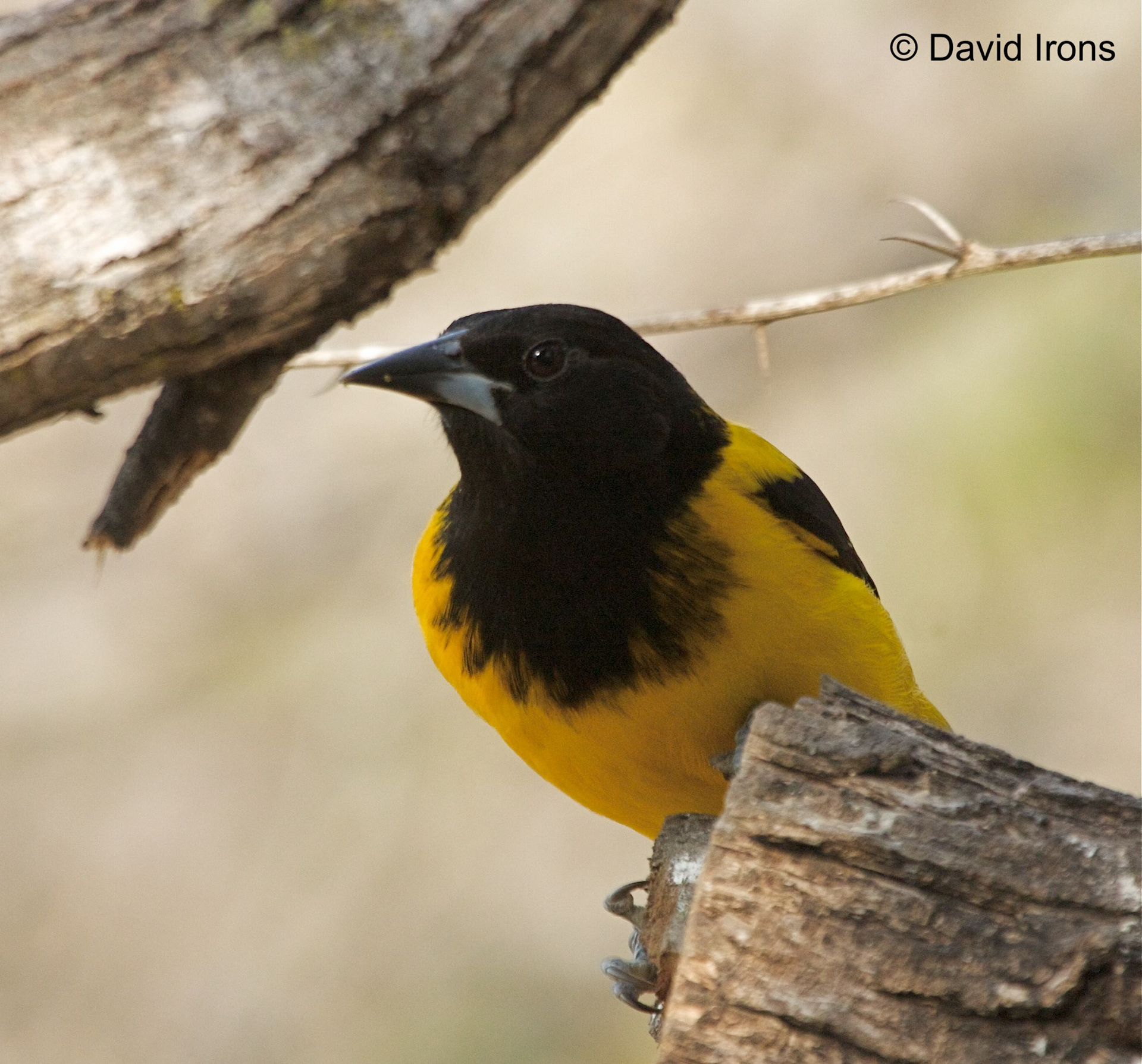 Audubon’s Oriole