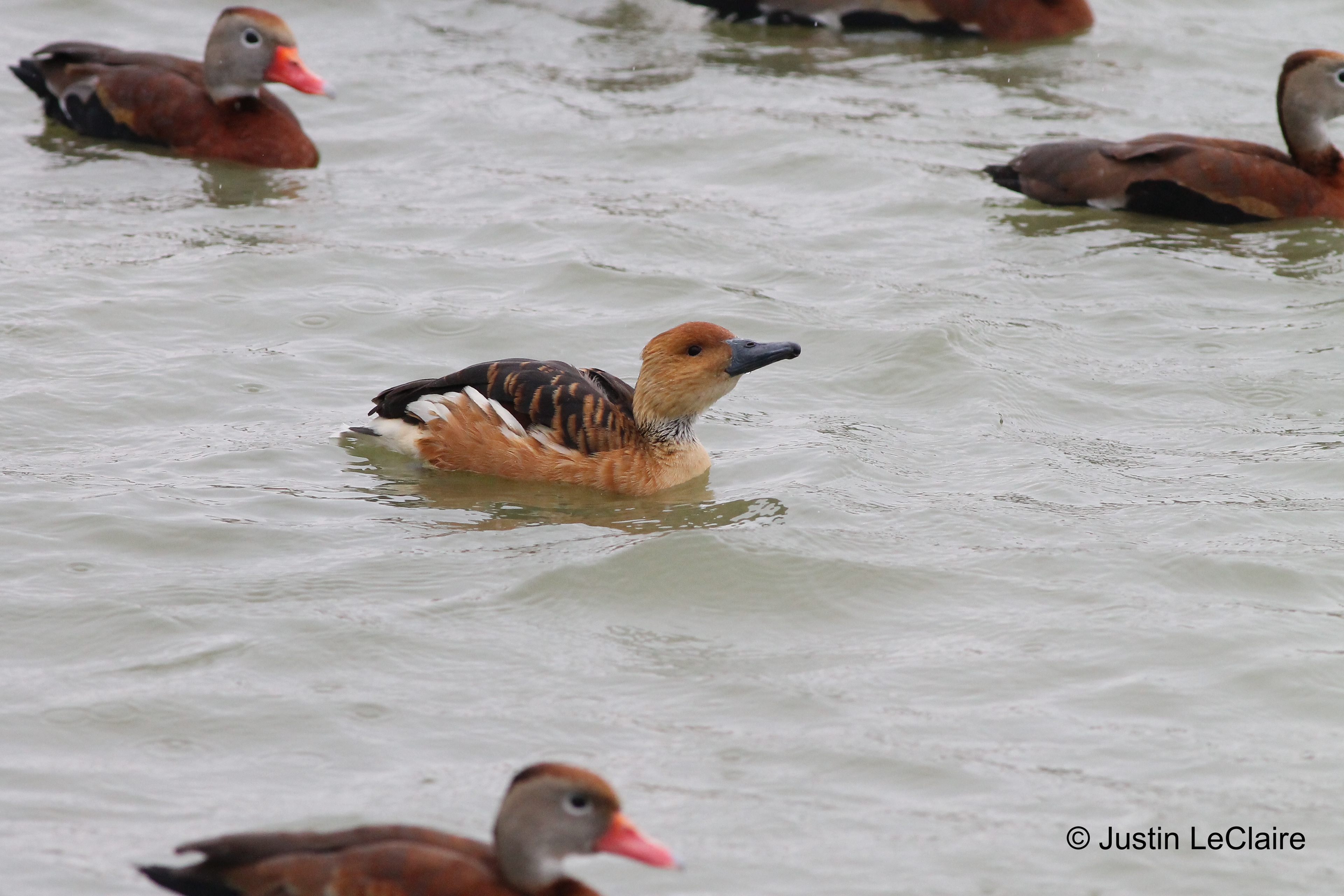 Fulvous Whistling-Duck