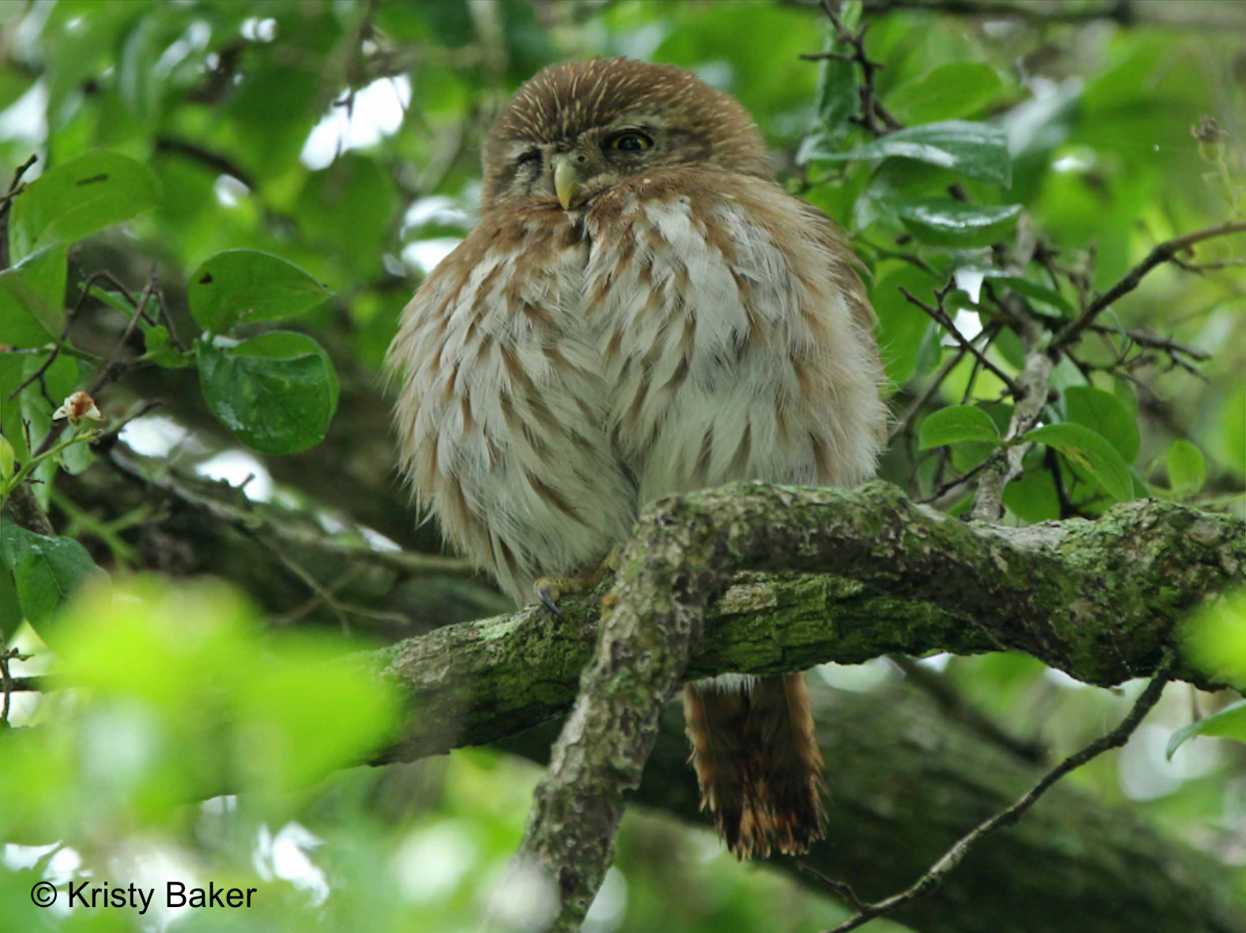 Ferruginous Pygmy-Owl
