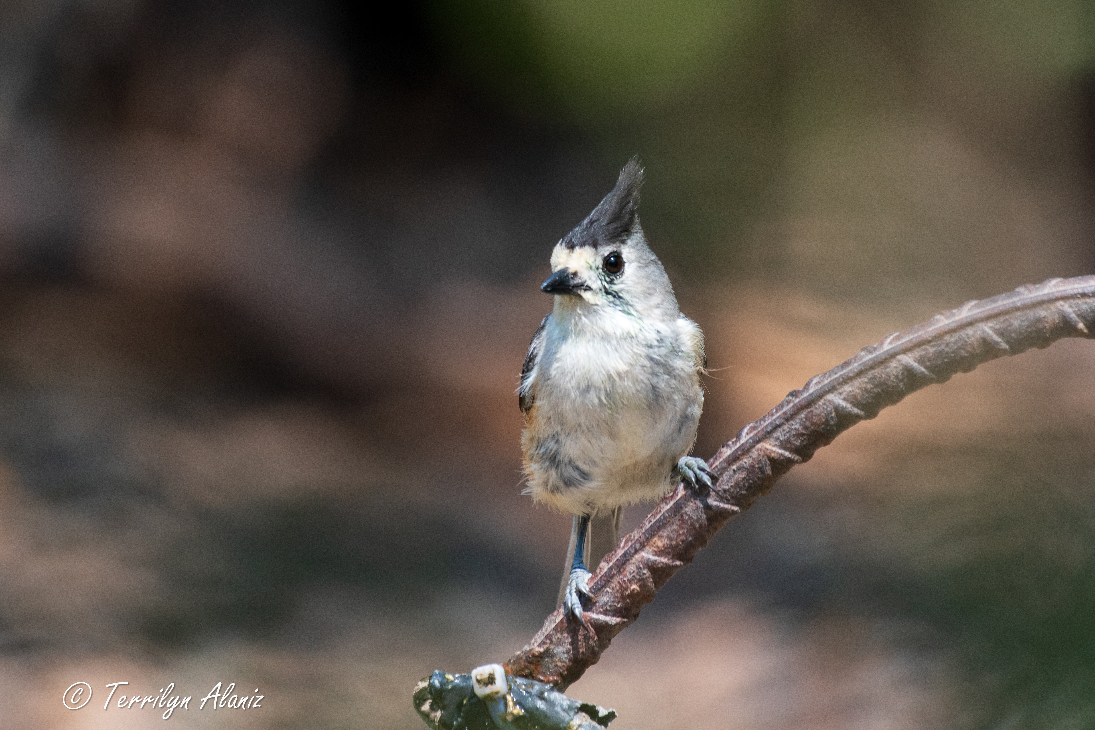 Black-crested Titmouse