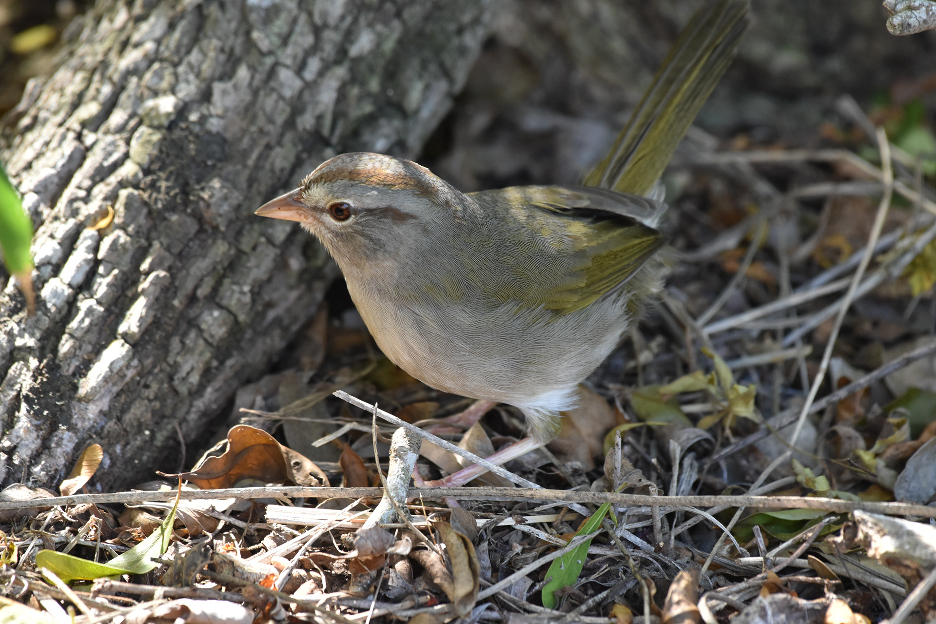 Rio Grande Valley Birding Festival - Specialty Birds found in the RGV