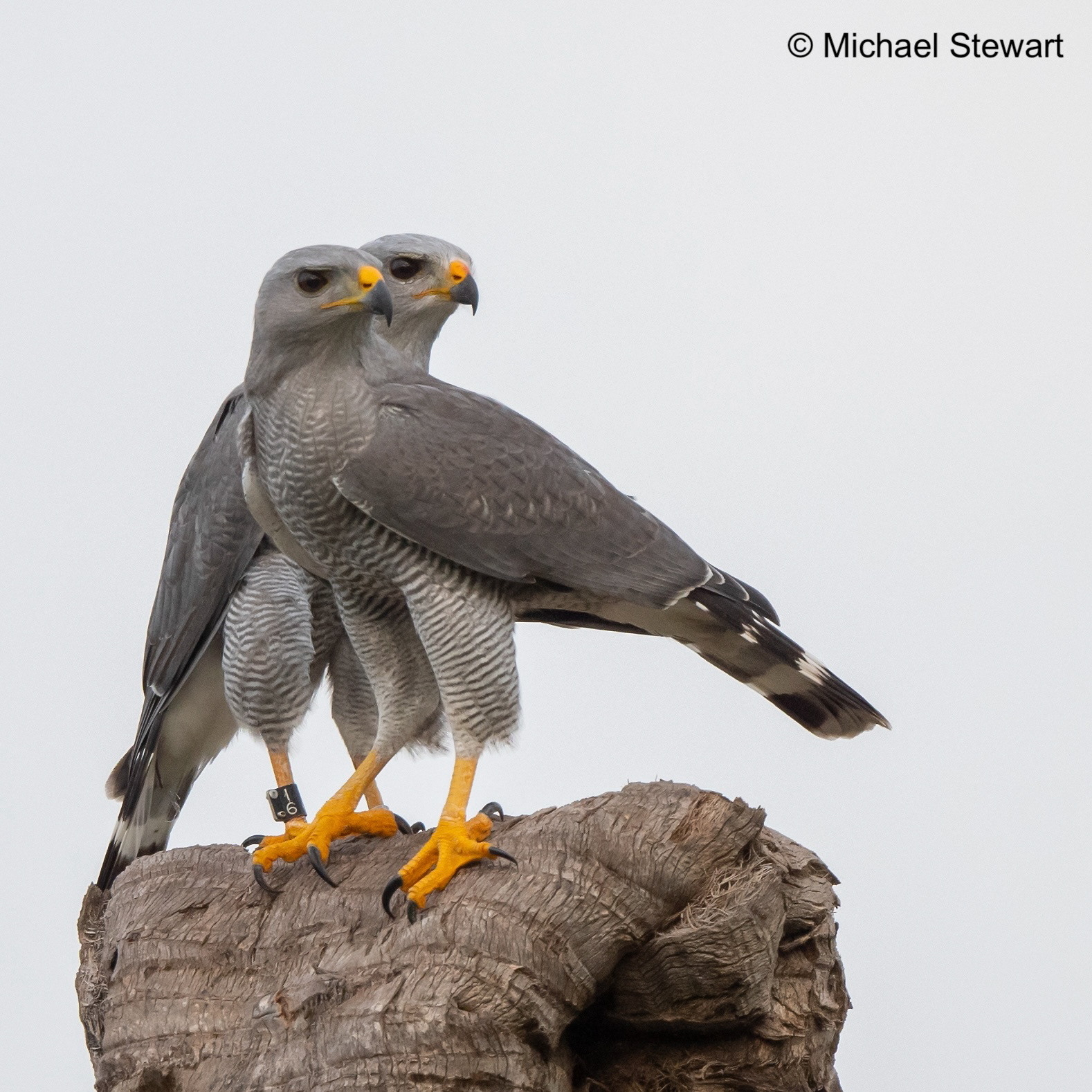 Gray Hawk