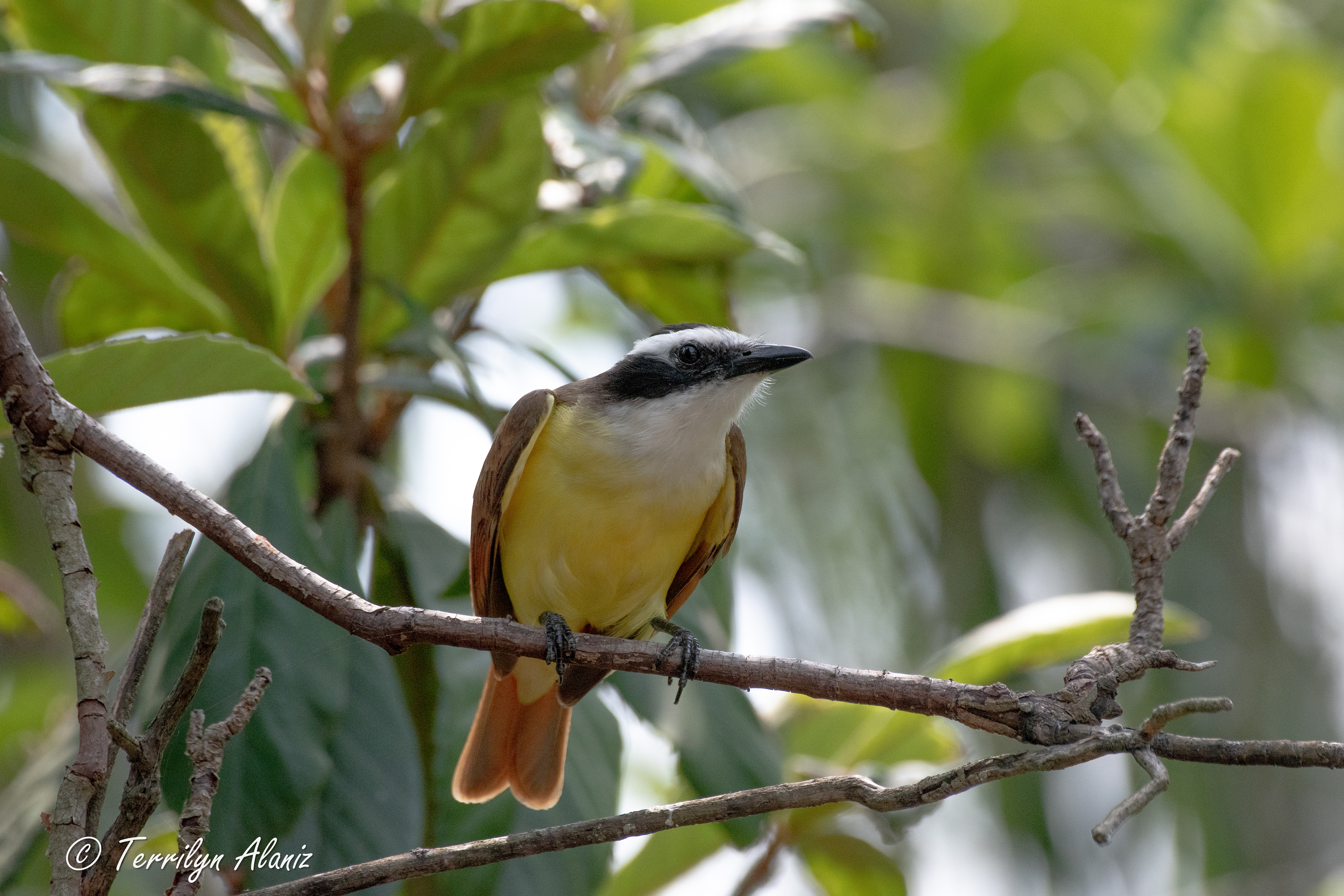 Great Kiskadee