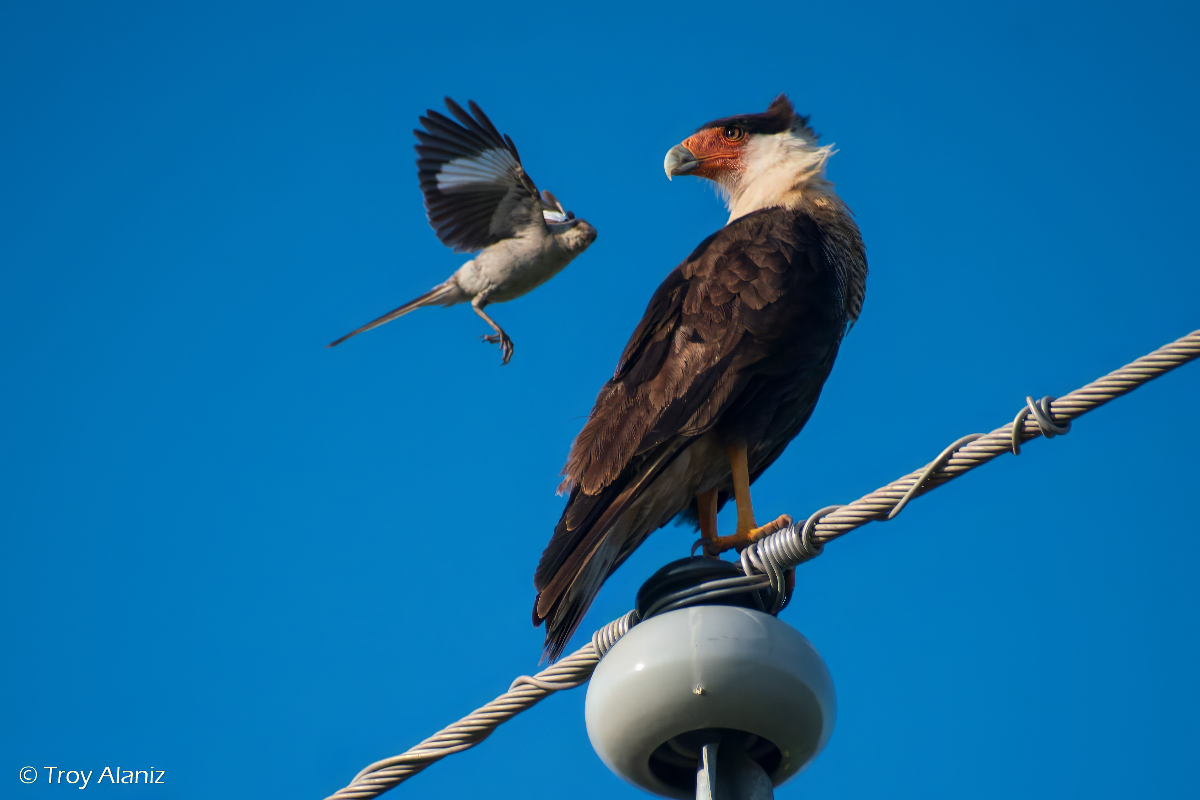 Crested Caracara