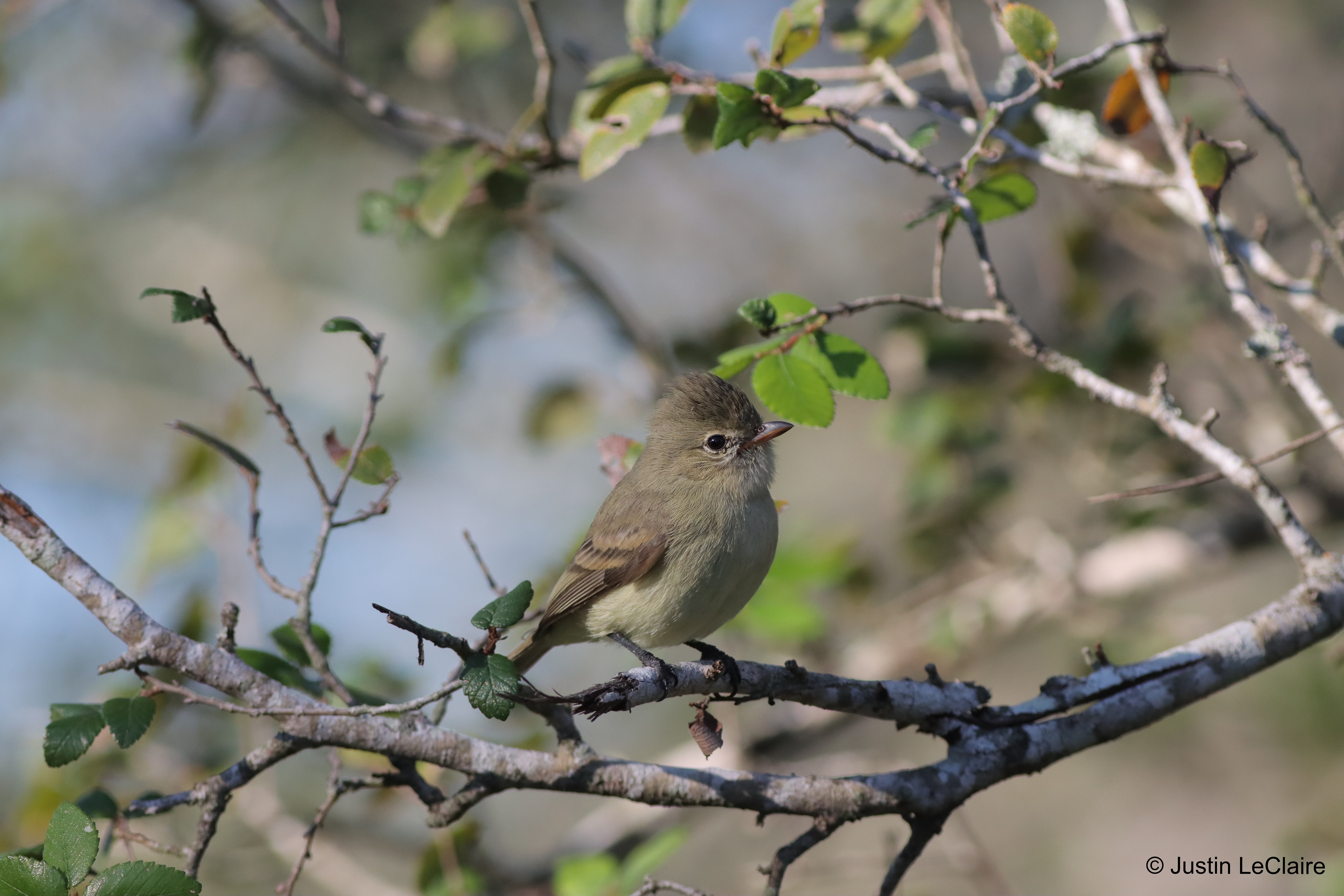 Northern-Beardless Tyrannulet