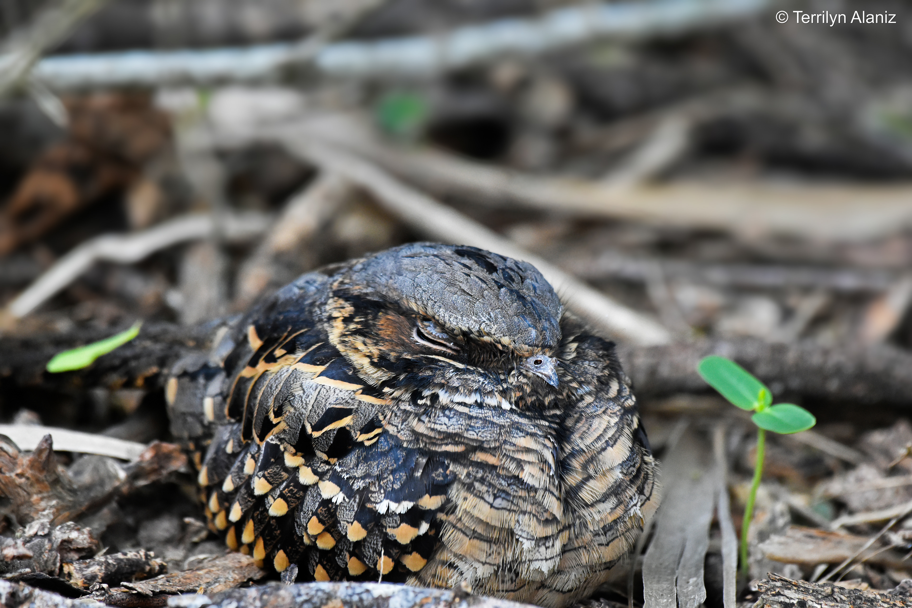 Common Pauraque
