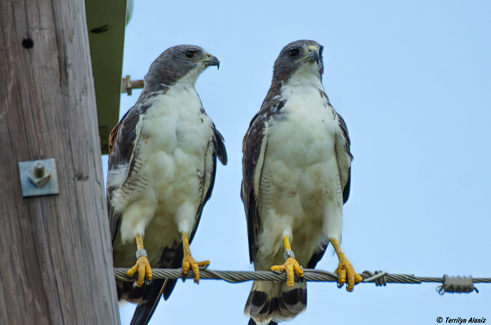 White-tailed Hawk