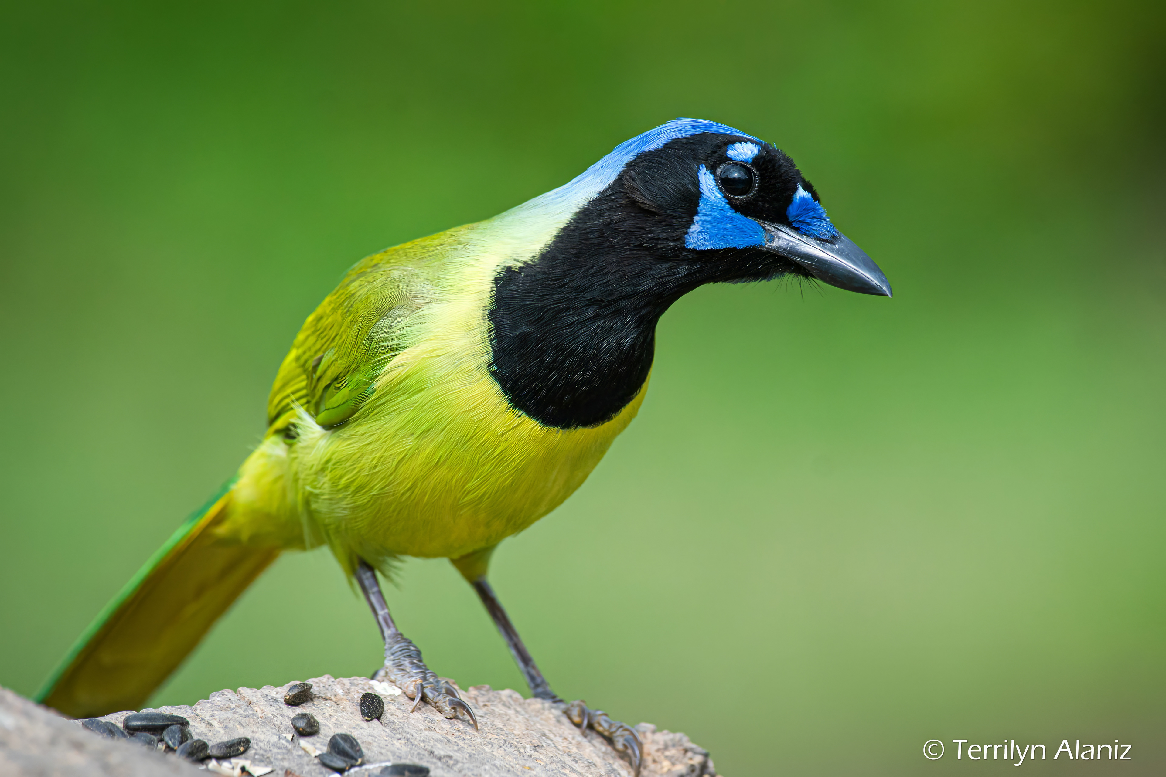 Green Jay
